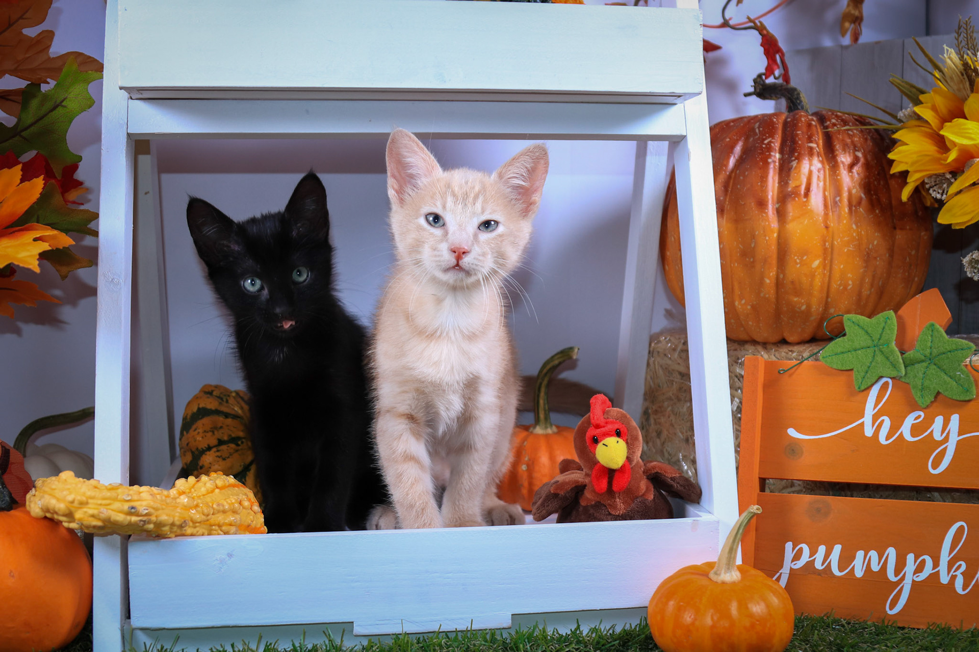 Squirt (M-DSH-Ginger), Salem (F-DSH-Black)