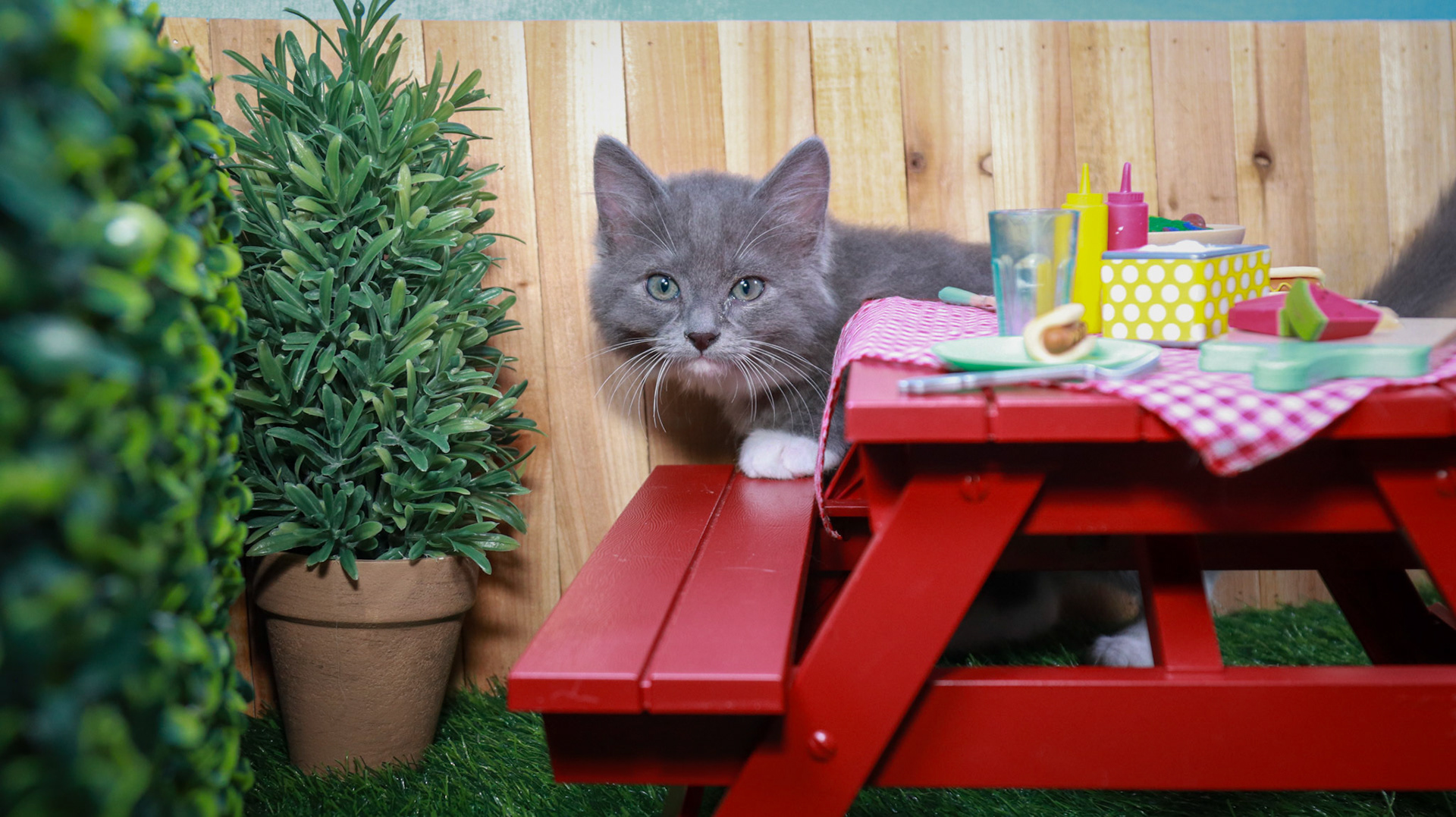 Milo (M-DMH-Grey/White/Tuxie)