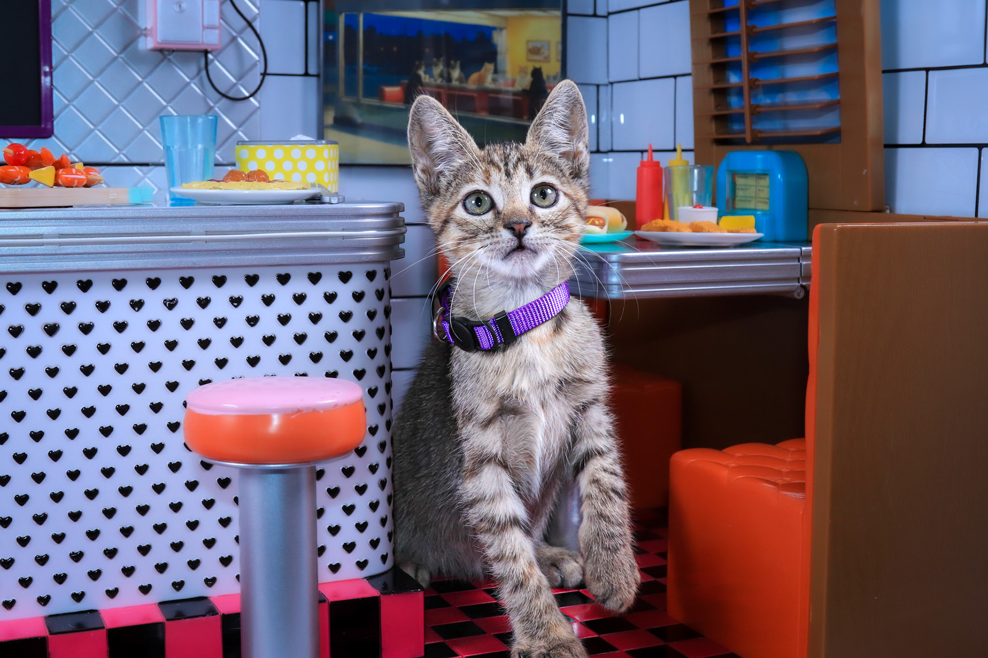Rae (F-DSH-Tabby)