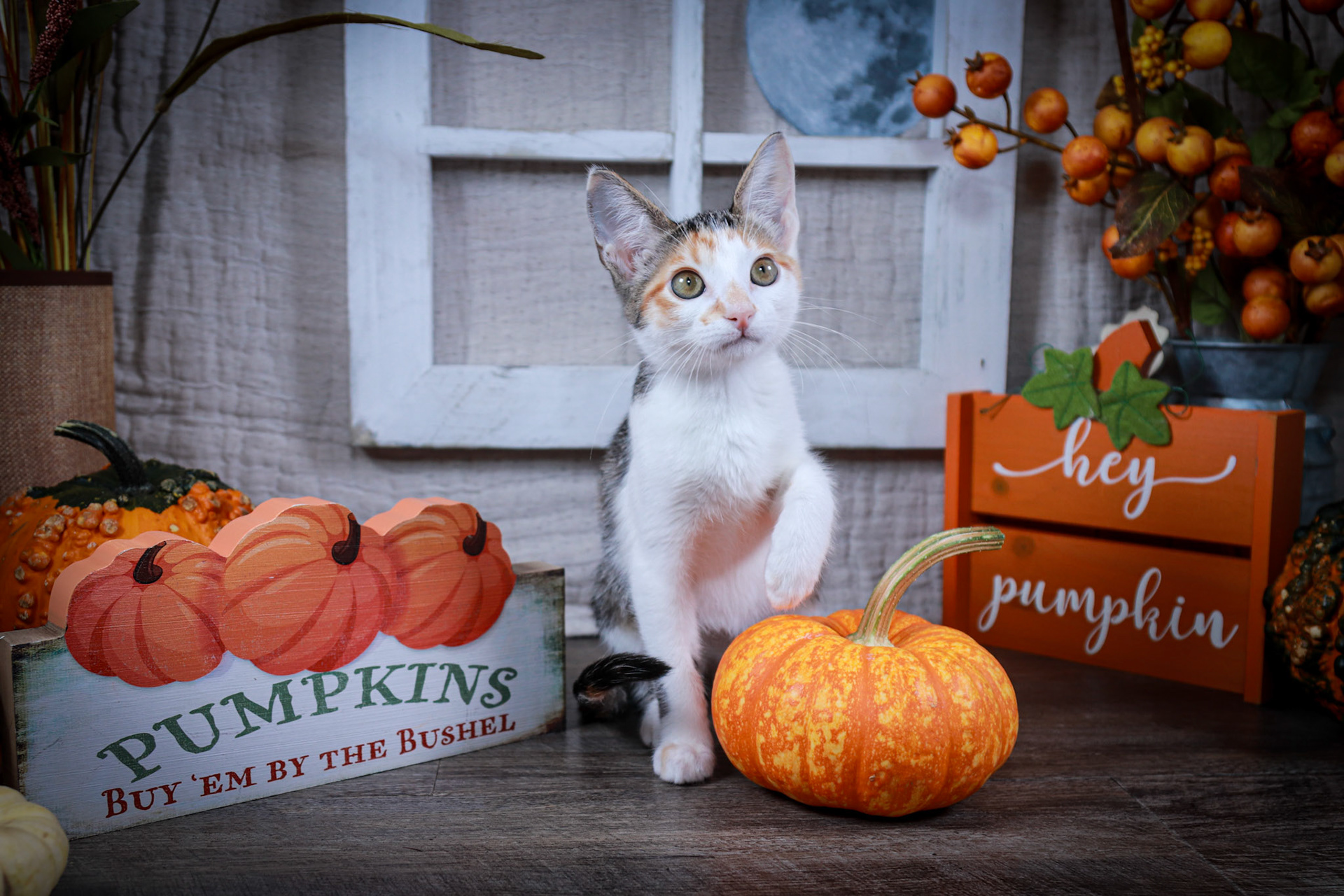 Emmie (F-DSH-Calico)