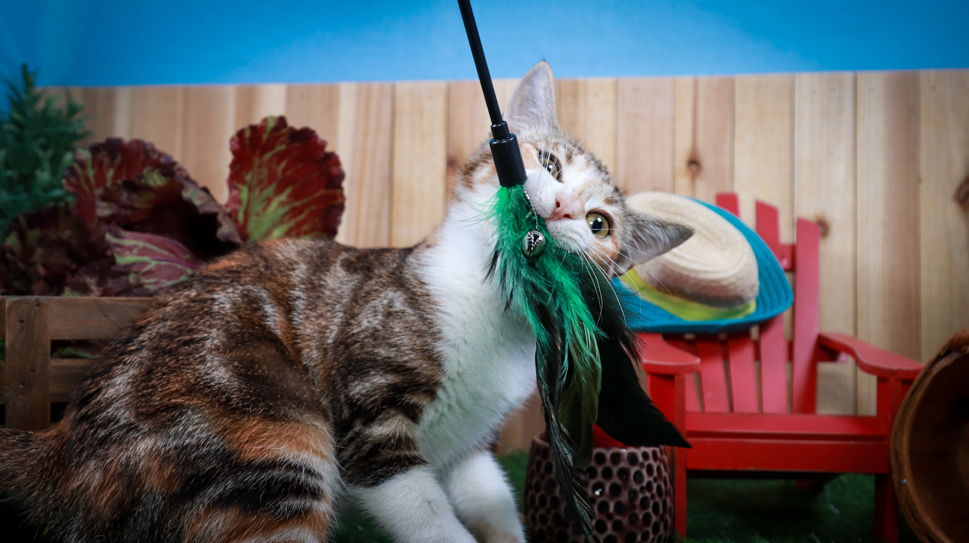 Dottie (F-DSH-Tabbico)