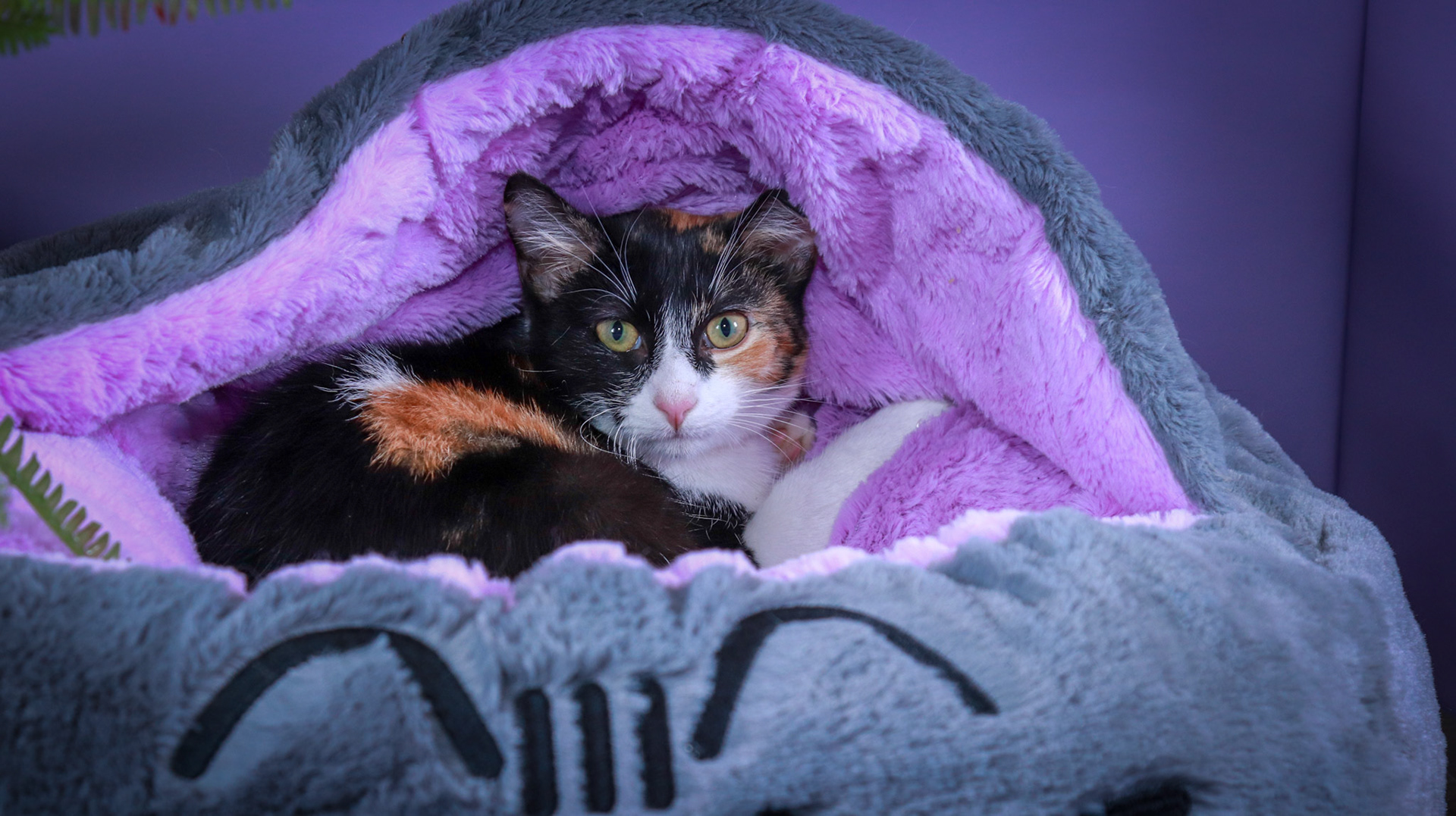 Izzy (F-DSH-Calico)