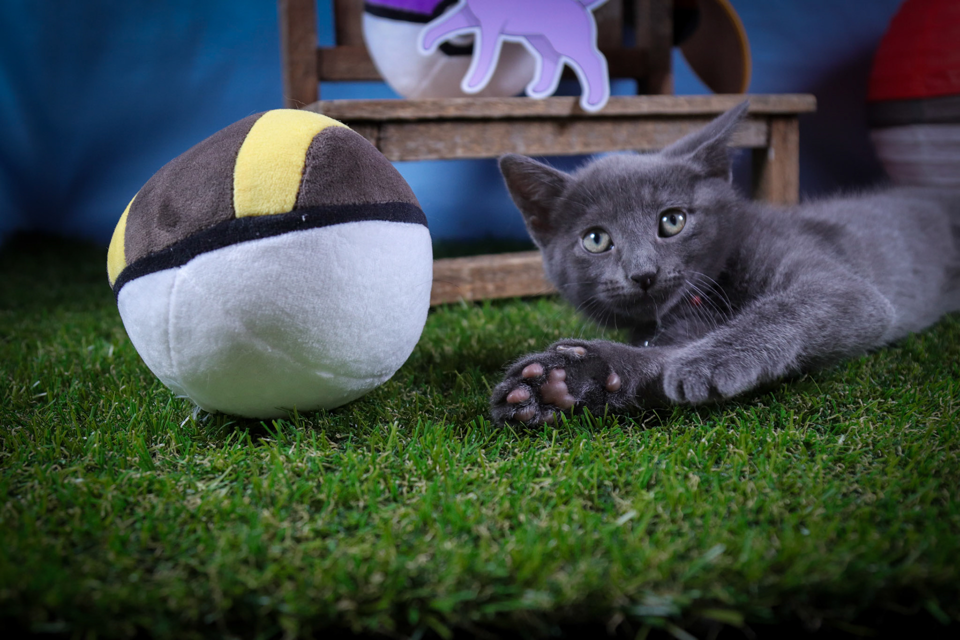 Espeon (F-DSH-Black)