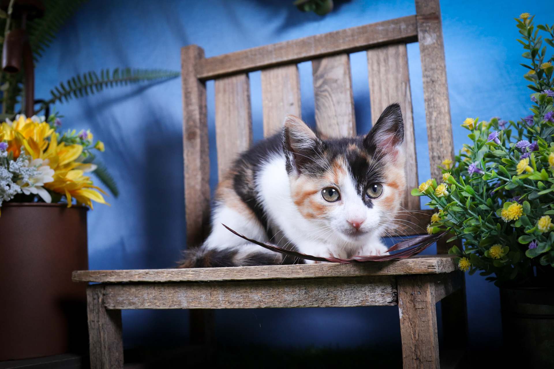 Mimzy (F-DSH-Calico)