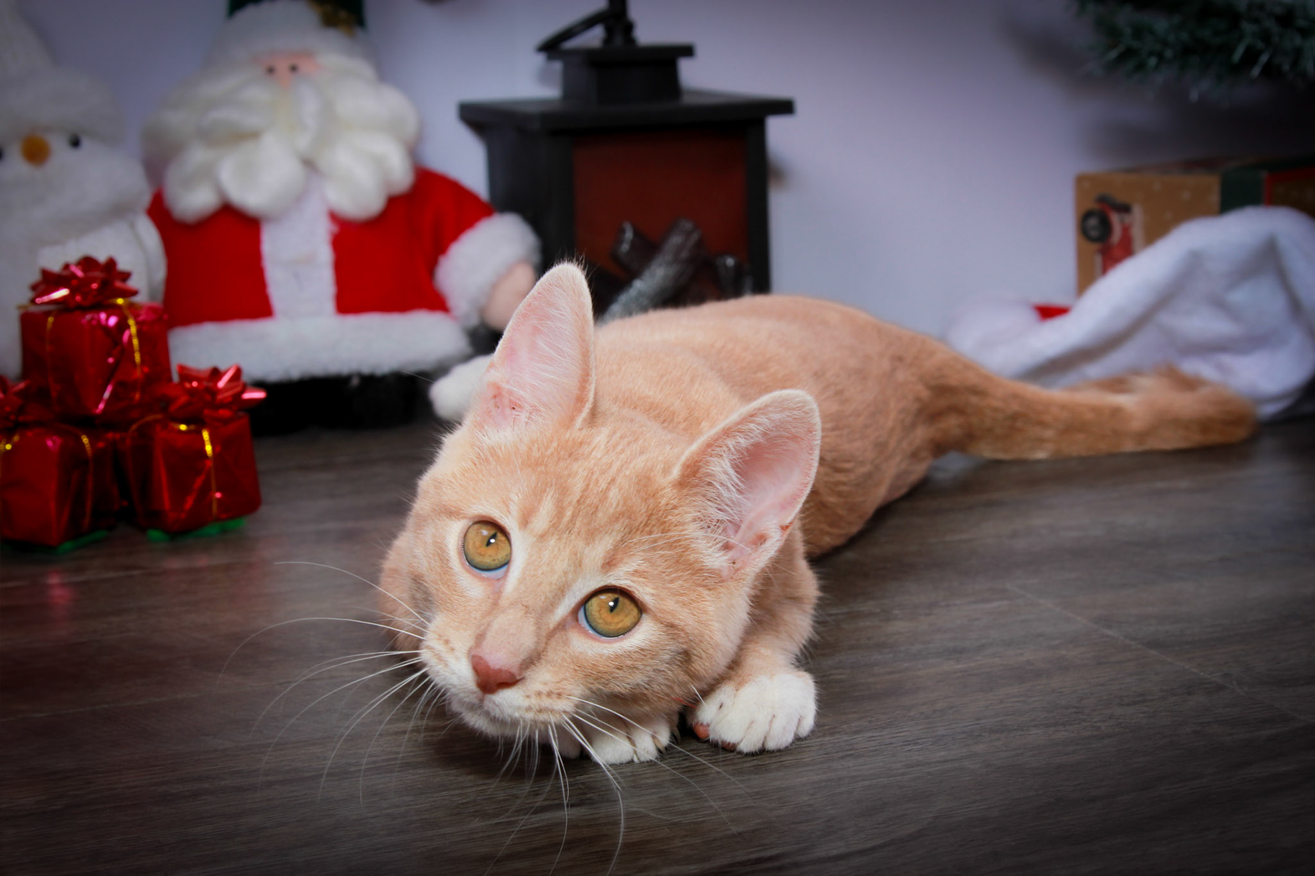 Boaz (M-DSH-Ginger/White)