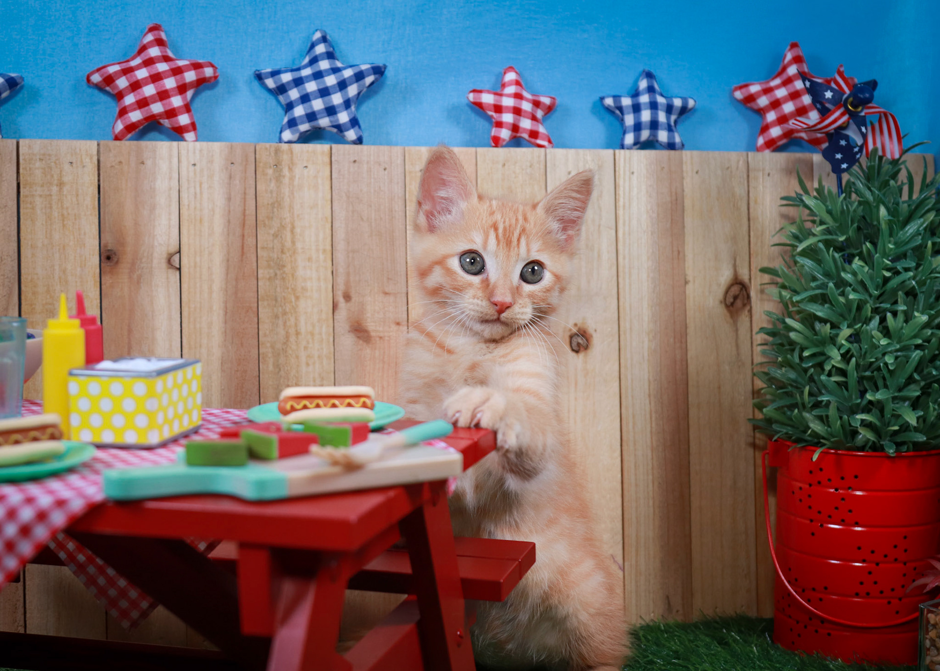 Gus Gus (M-DSH-Ginger)