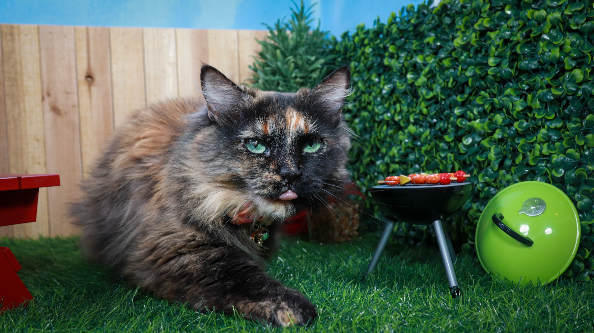 Tortina (F-DLH-Tortie/Manx)