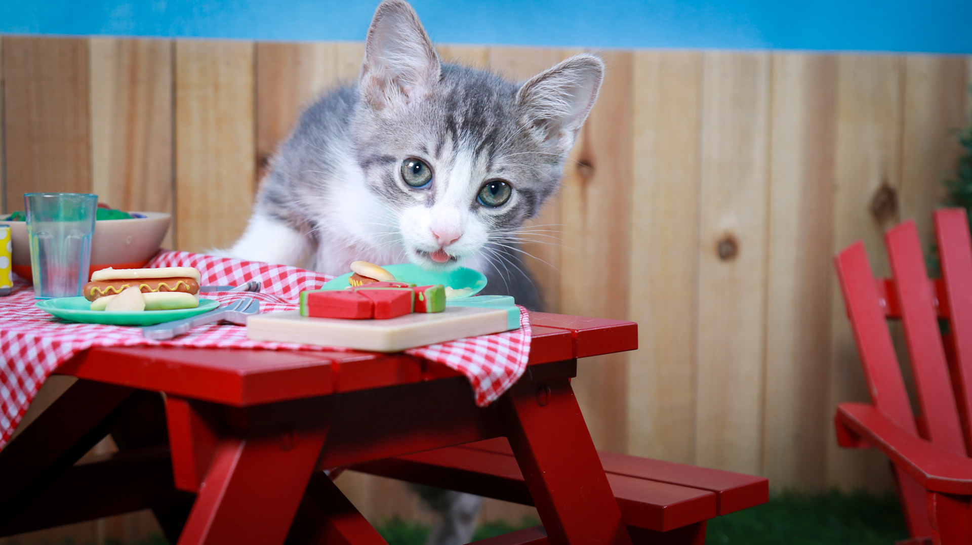 Petunia (F-DSH-Grey/Tabby/White)