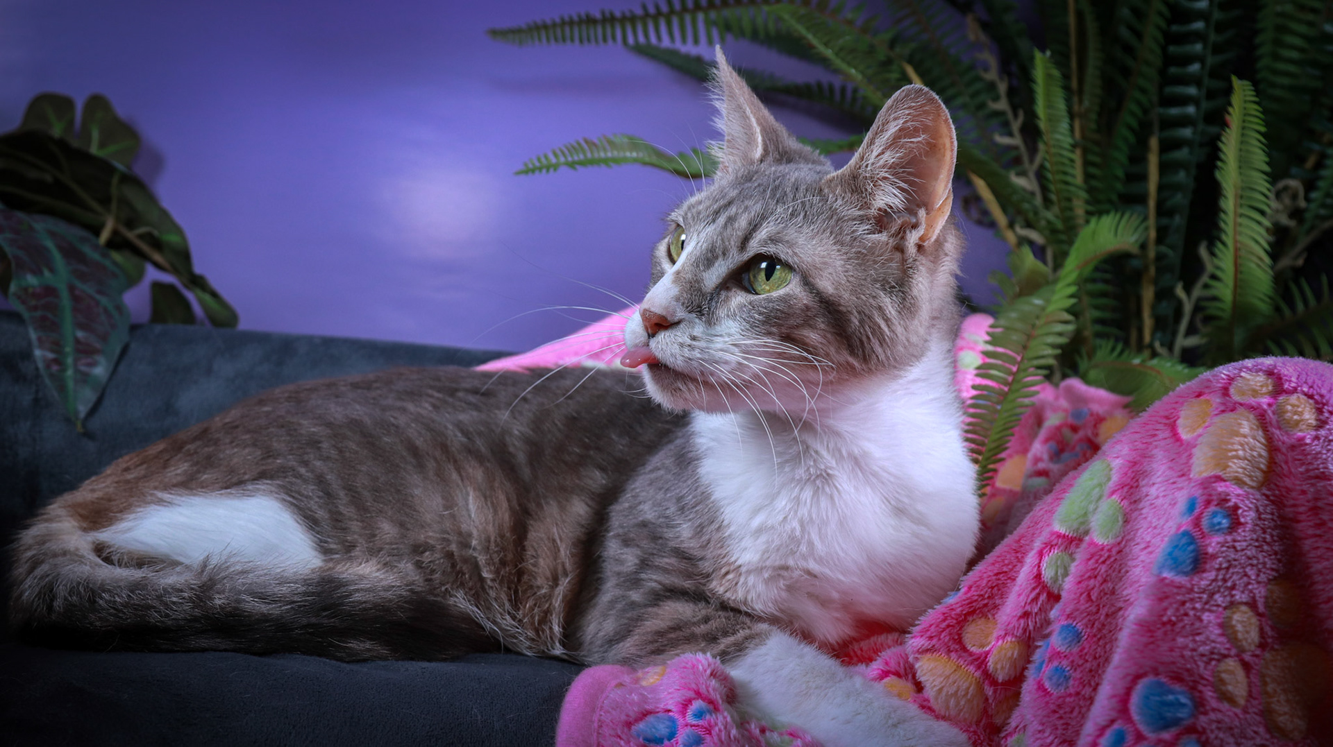 Sandy (F-DSH-Grey/White/Tuxie)