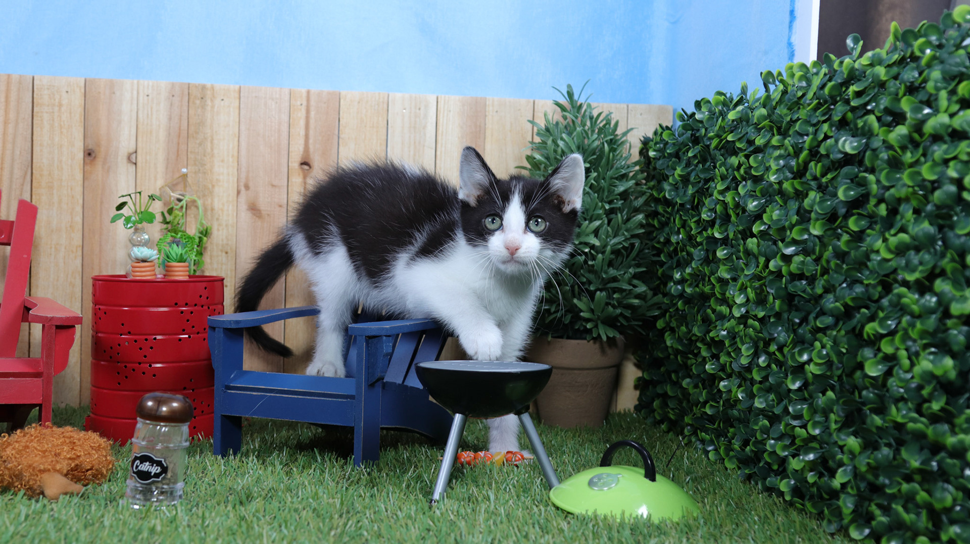 Phineas (M-DSH-Black/White/Tuxie)