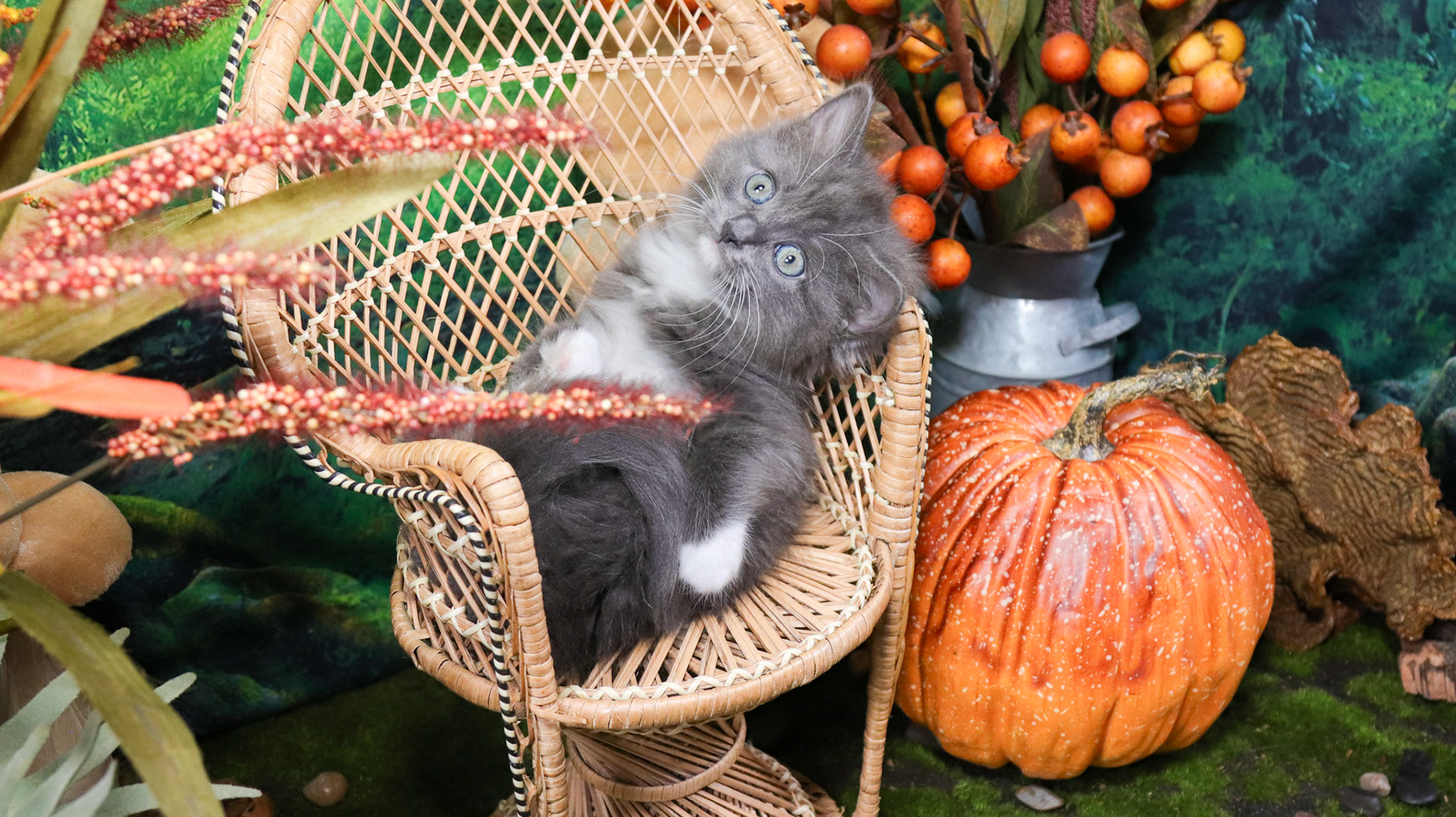 Oakley (F-DLH-Gray/White/Tuxie)