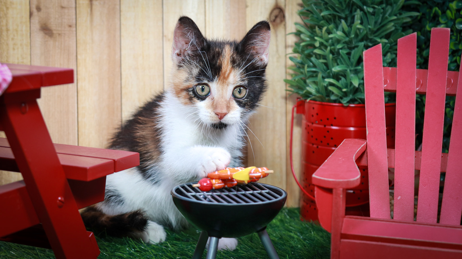 Calypso (F-DSH-Calico)