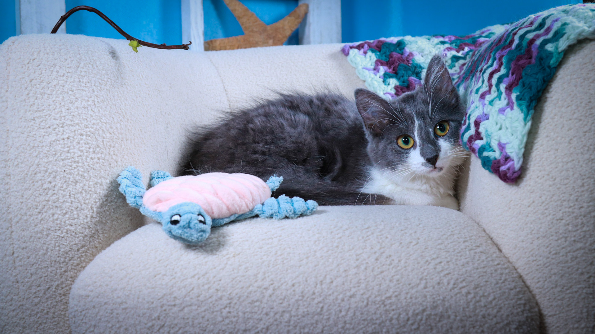Sweet Beauty (F-DSH-Gray/White)