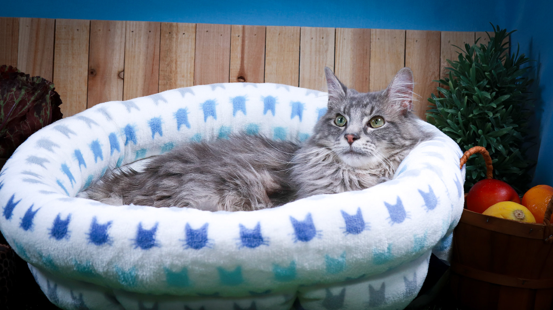 Rini (F-DSH-Tabby/White), Elven (M-DLH-Gray/Tabby)