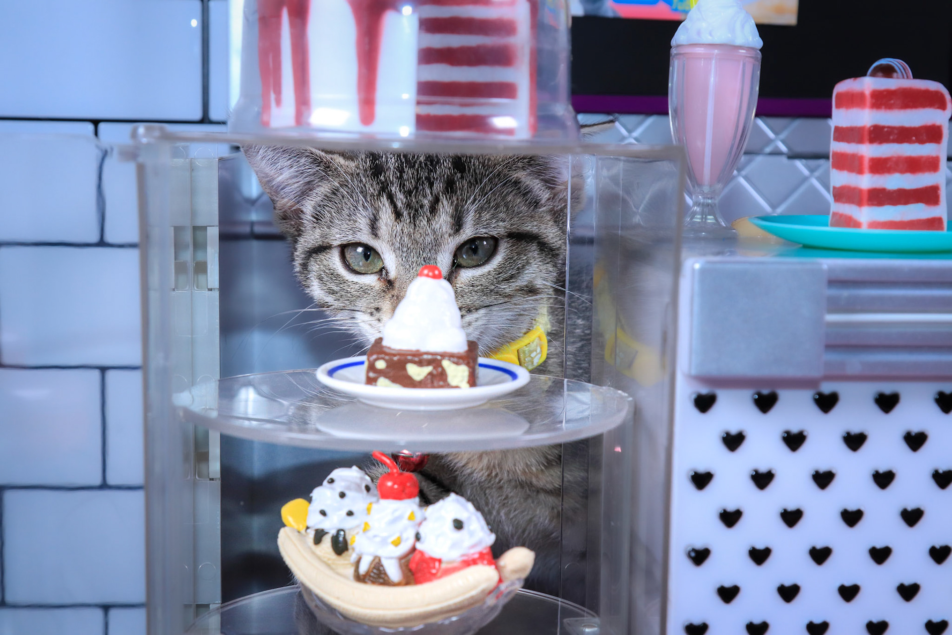 Alice (F-DSH-Tabby)