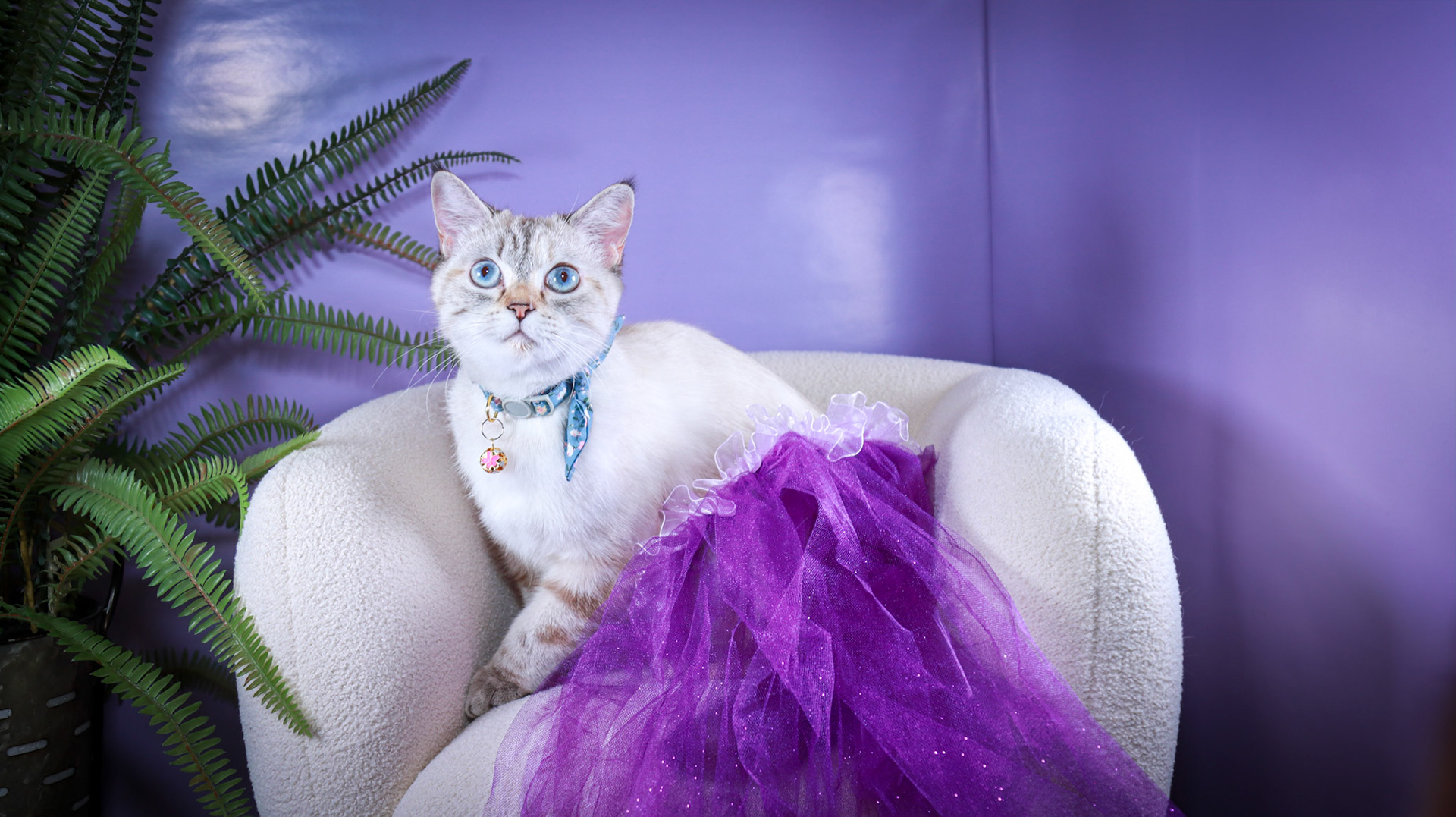 Lumi (F-DSH-Lynx Point Siamese)