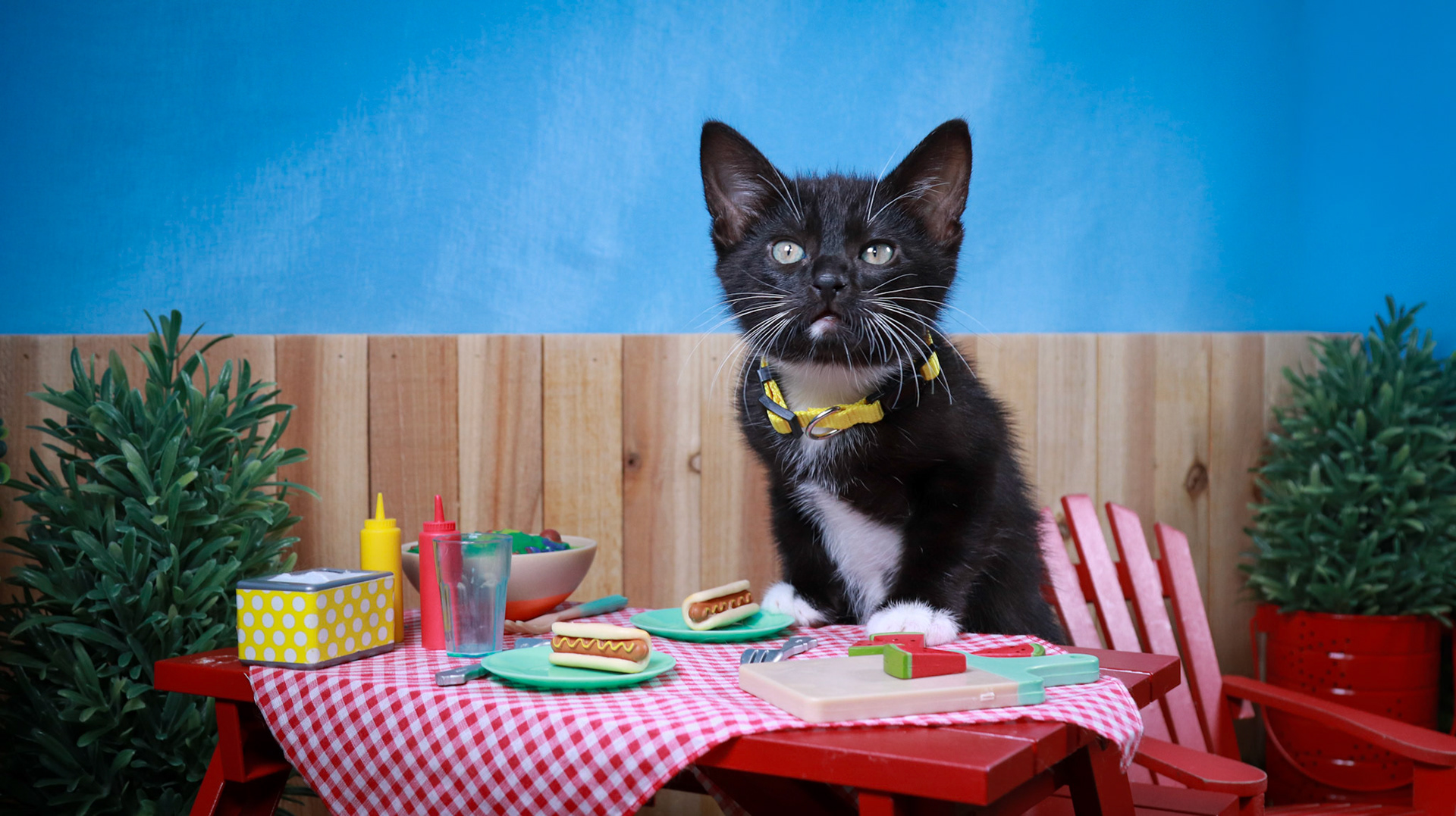 Onyx (F-DSH-Black/White/Tuxie)