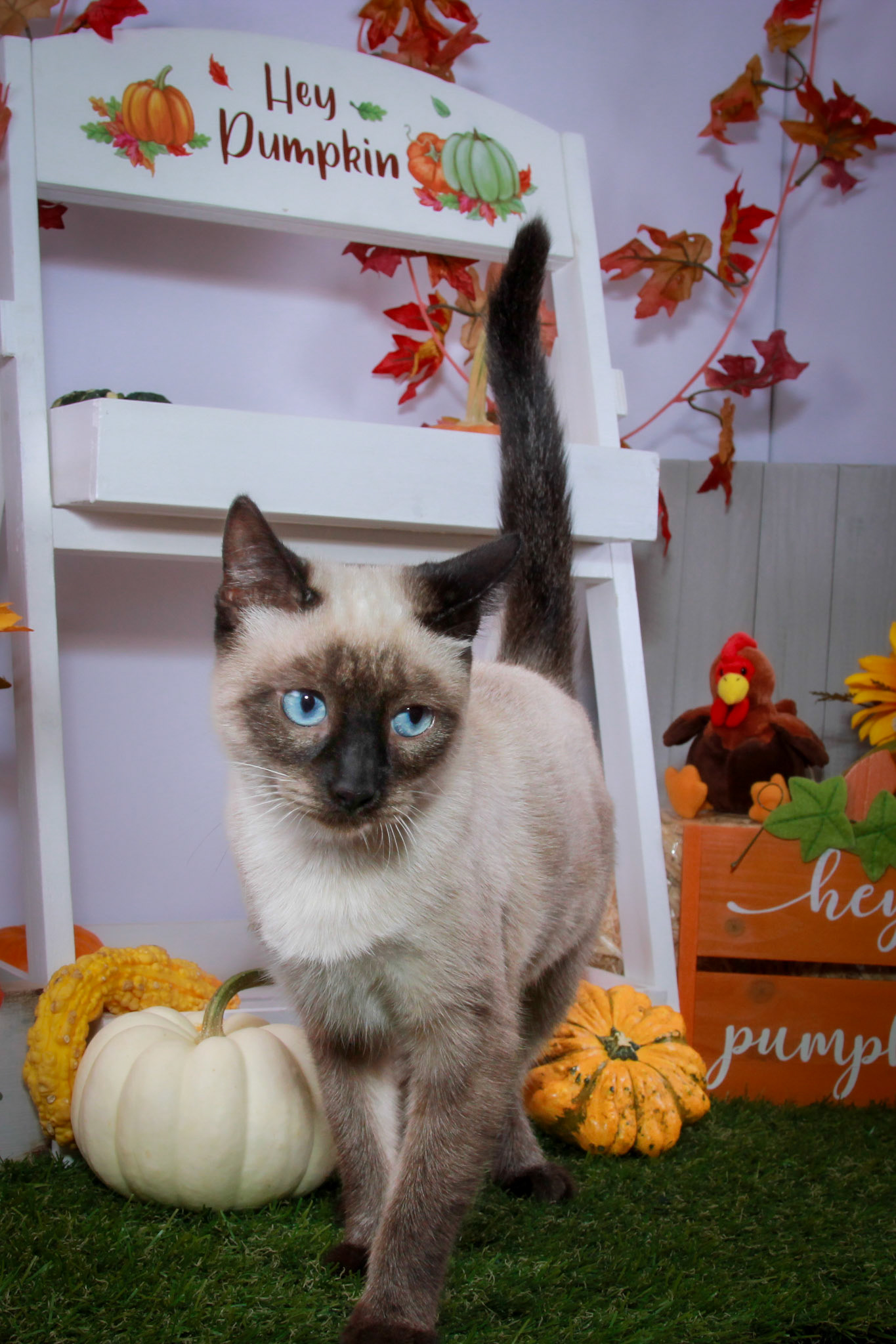 Rosie (F-DSH-Seal Point Siamese)