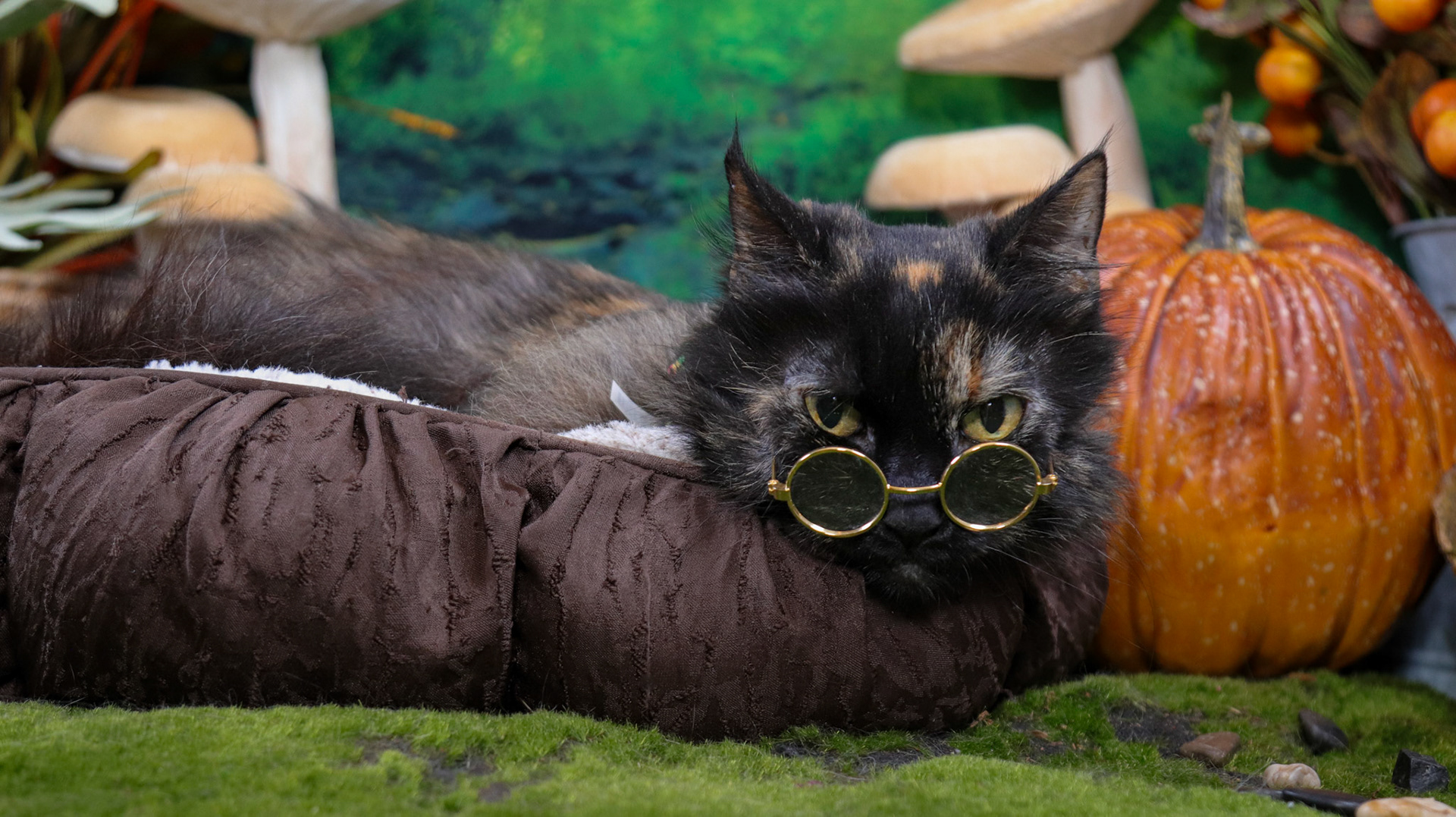 Mochi (F-DLH-Tortie)