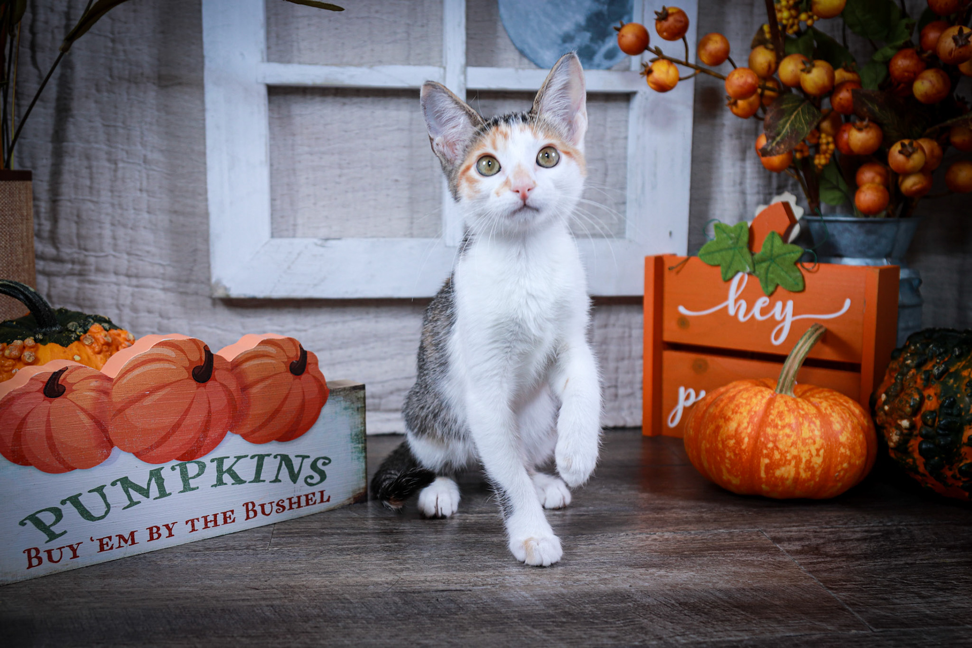 Emmie (F-DSH-Calico)