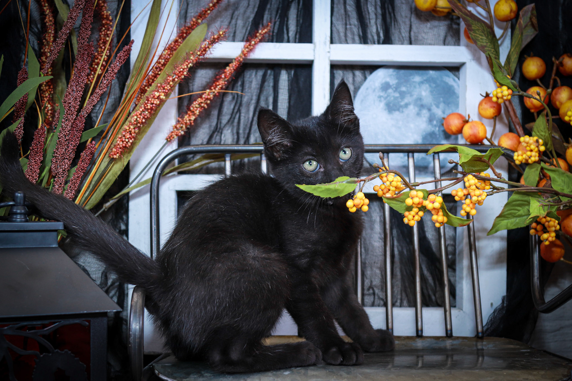 Gus Gus (M-DMH-Black)