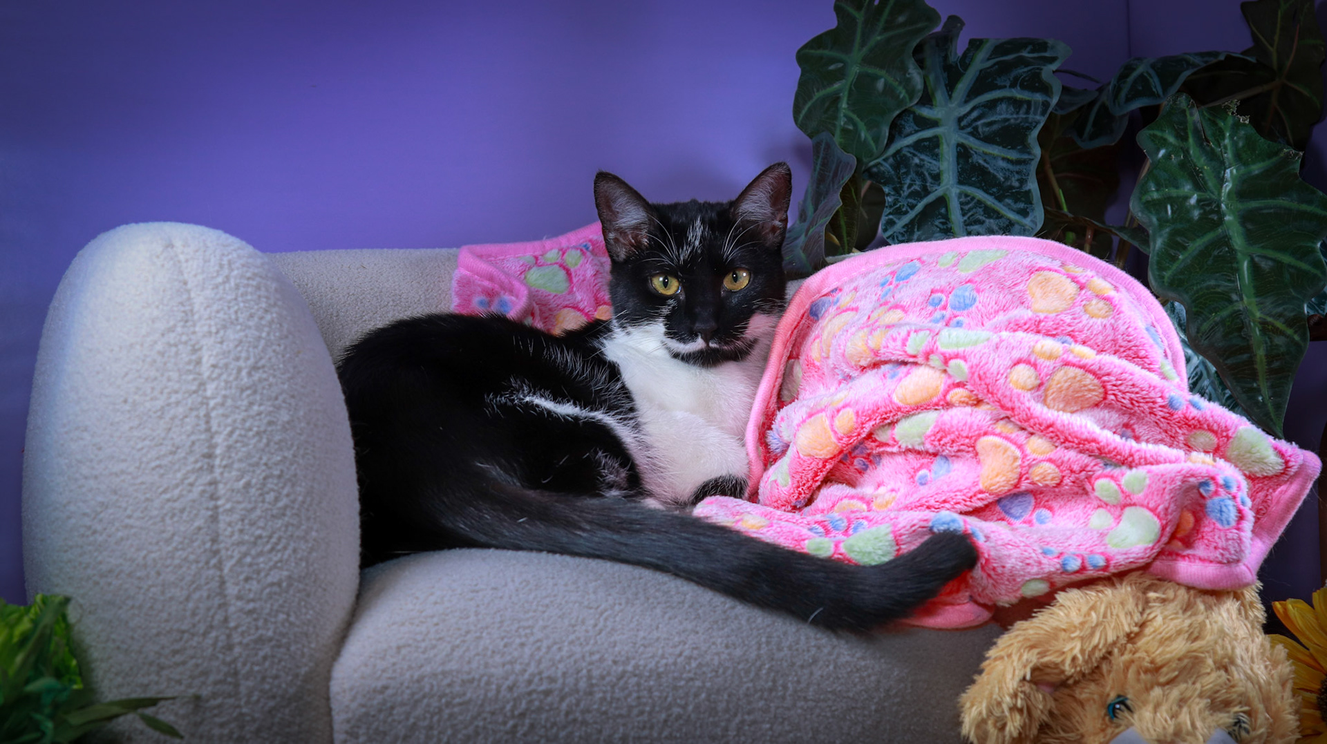 Jujubee (F-DSH-Black/White)