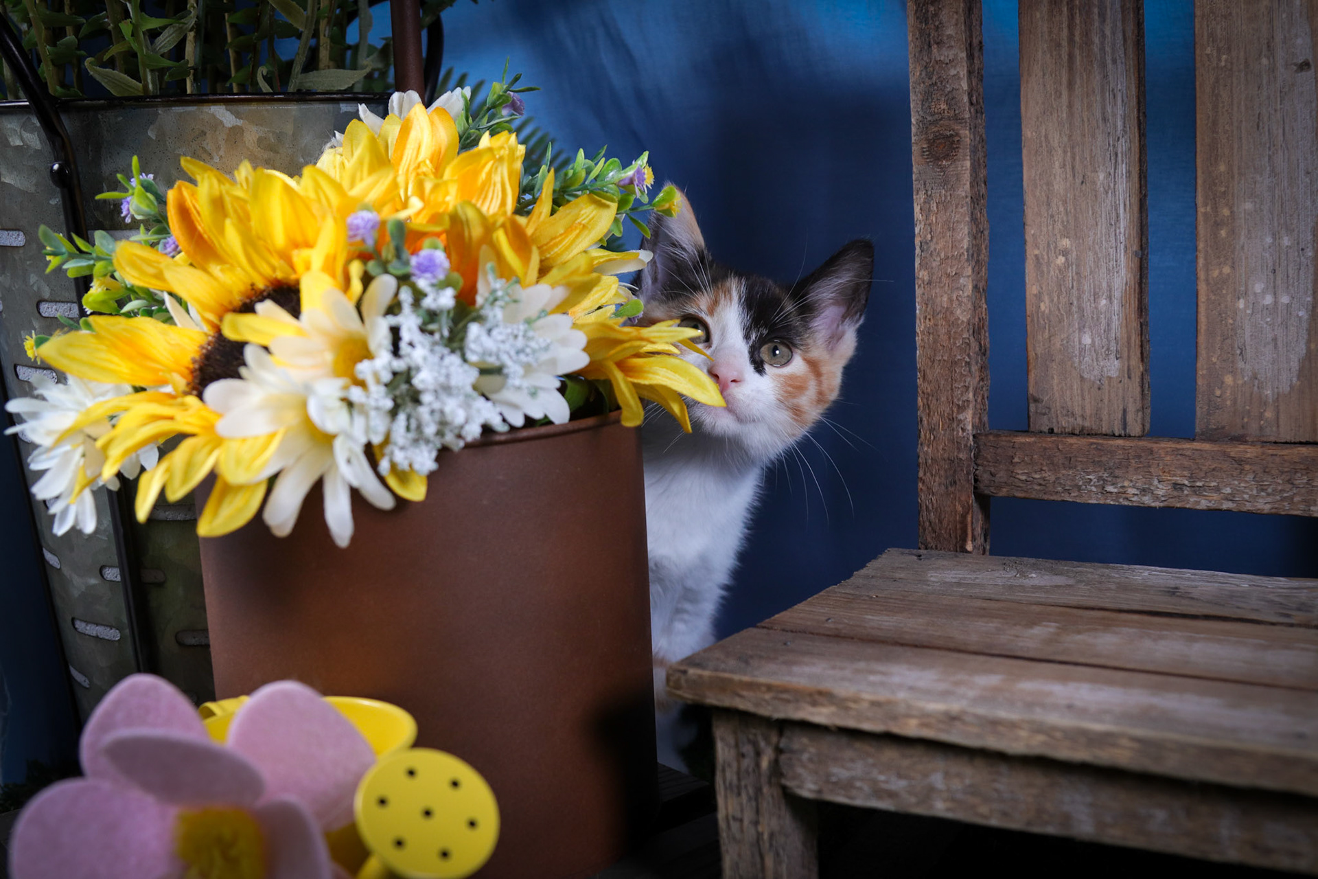 Mimzy (F-DSH-Calico)