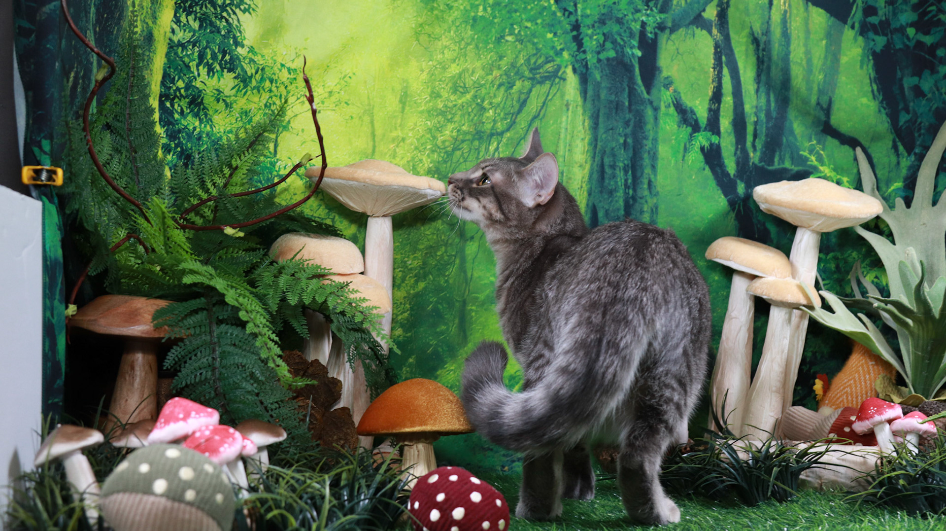 Samson (M-DSH-Grey/Tabby)