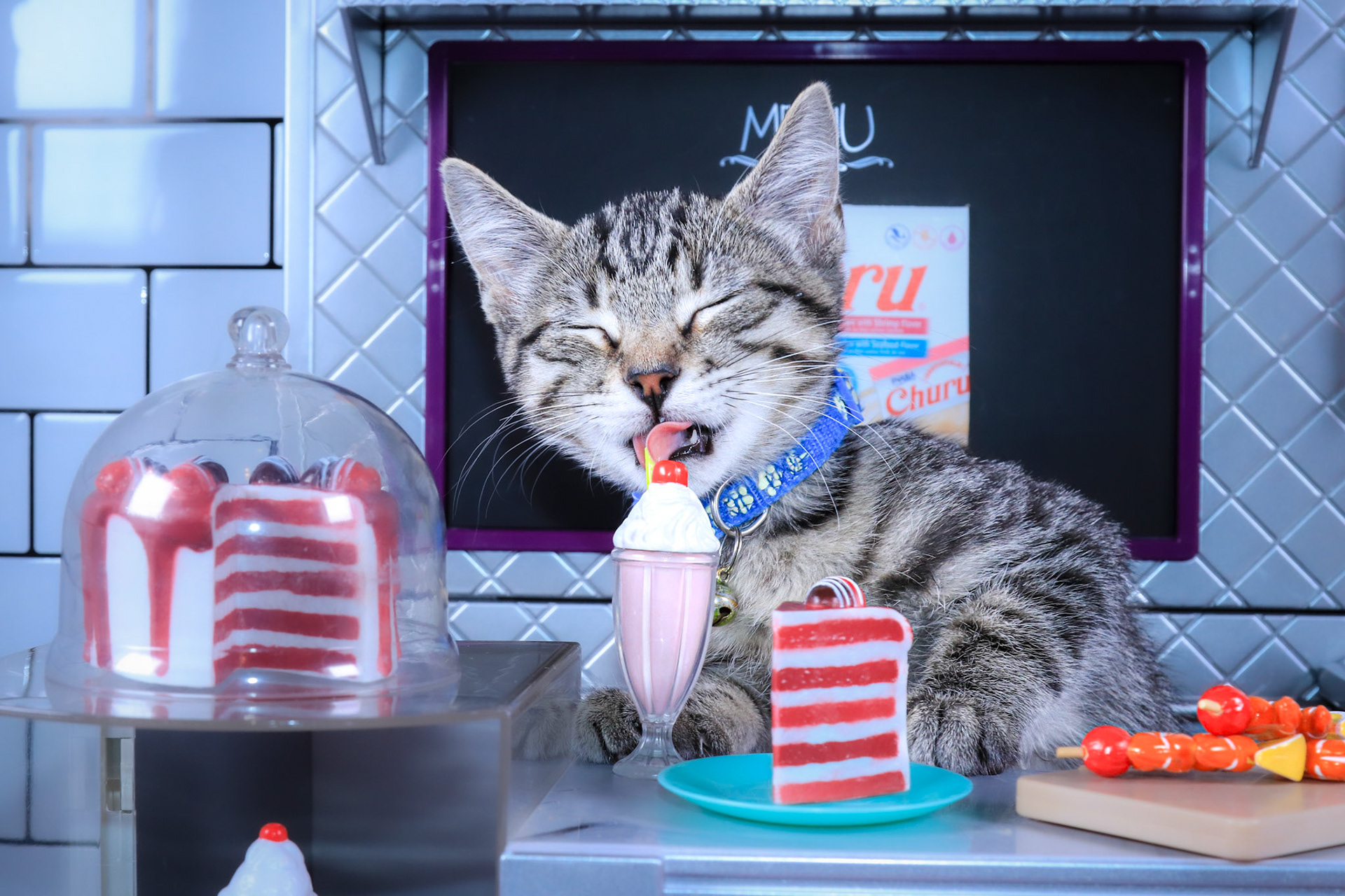 Felix (F-DSH-Tabby)