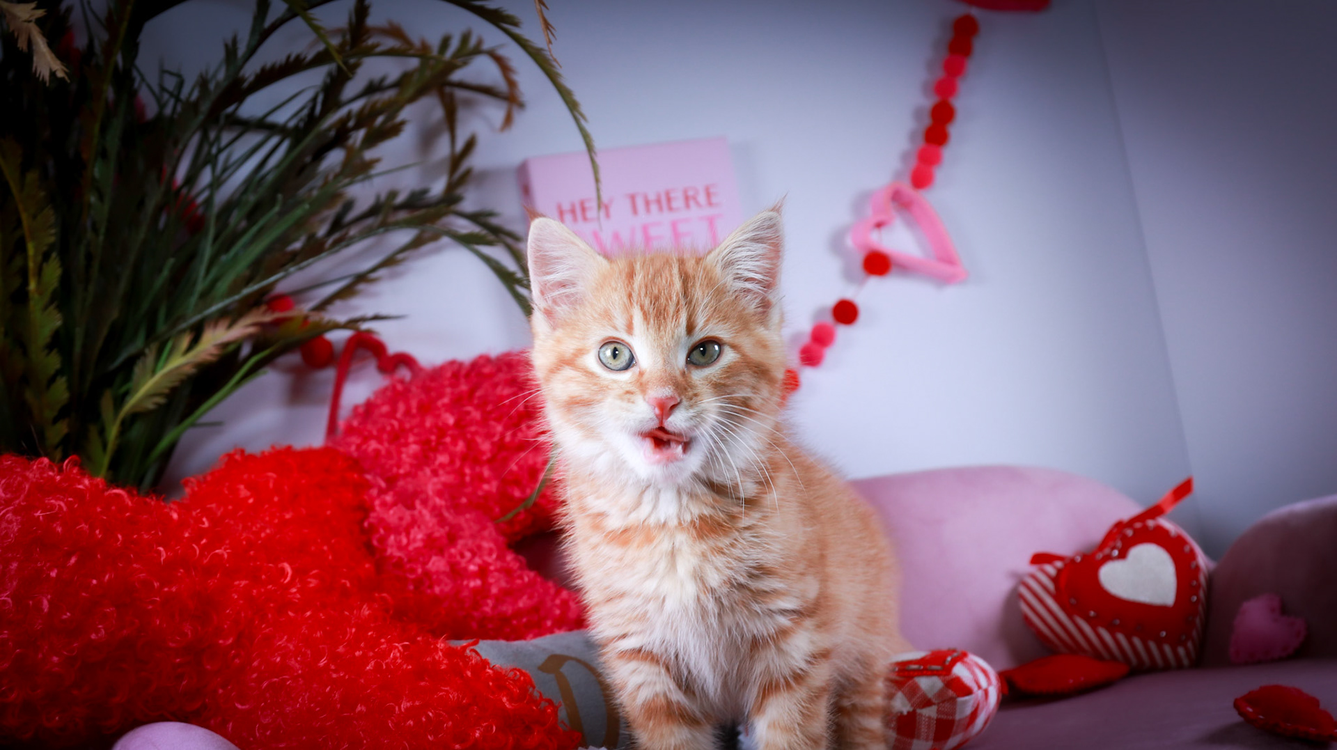 Squishy (M-DSH-Ginger)