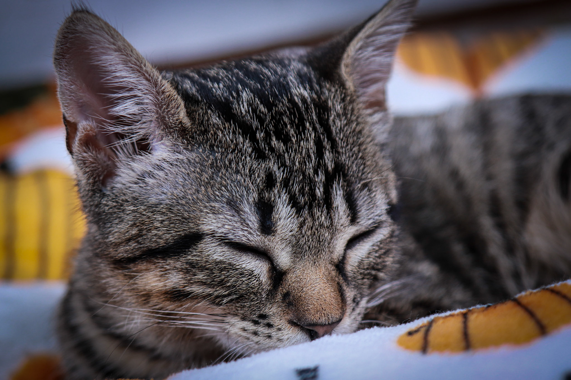 Newo (M-DSH-Tabby)