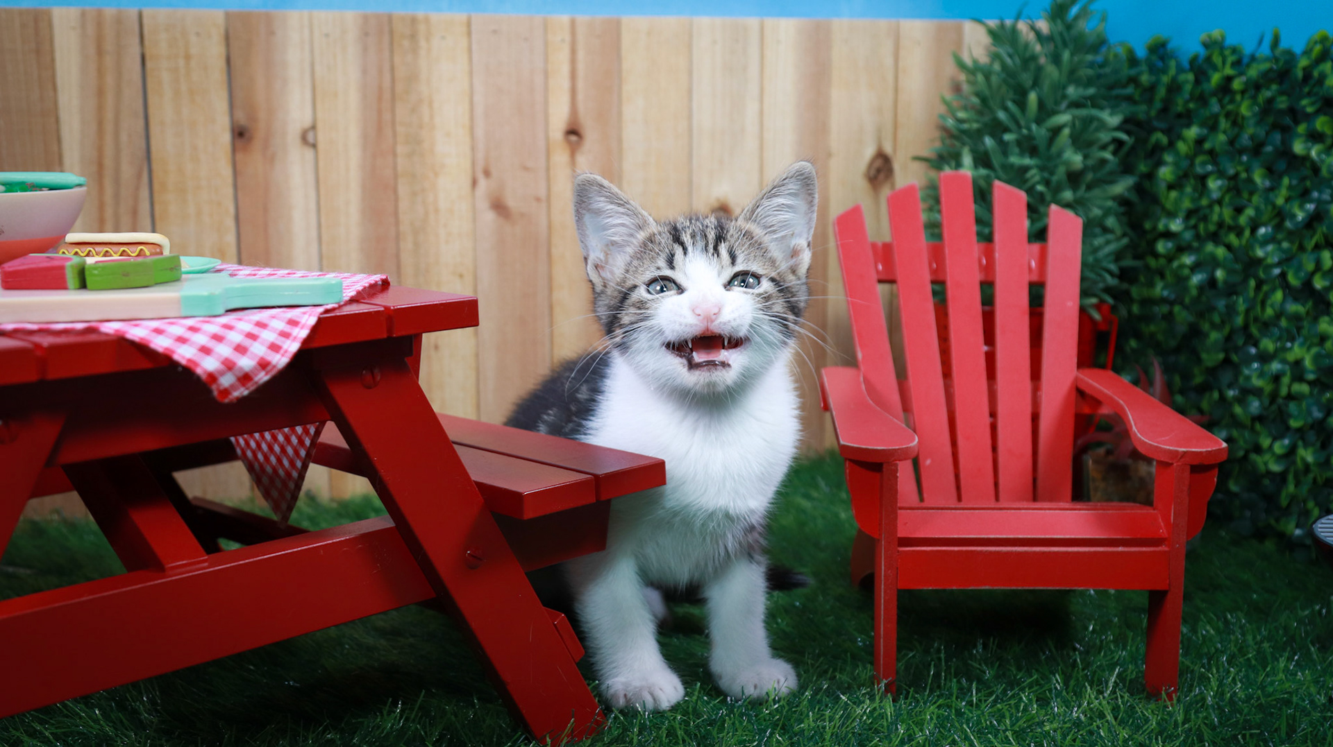 Zinnia (F-DSH-Tabby/White)