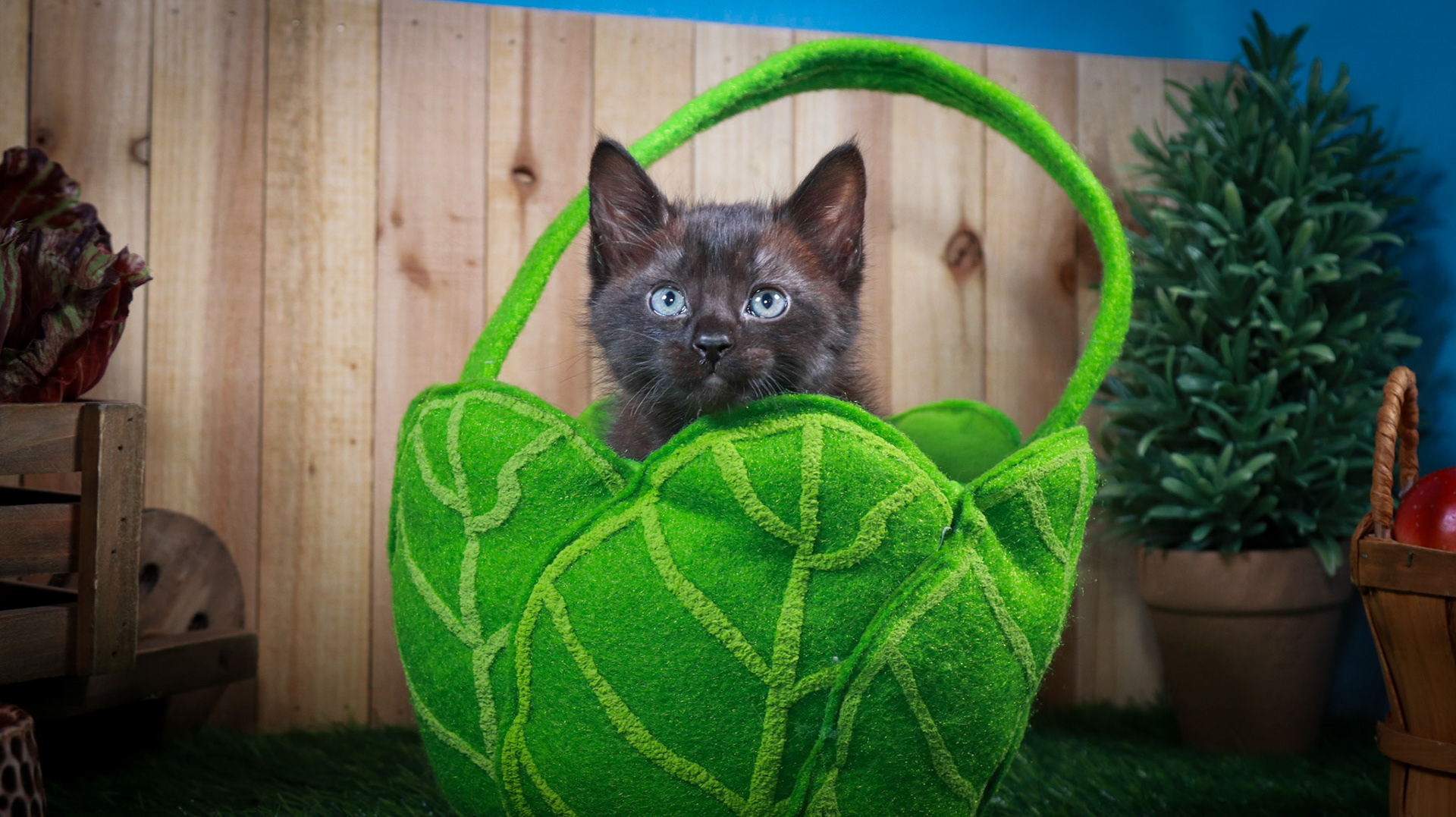 Tippy (M-DLH-Black)
