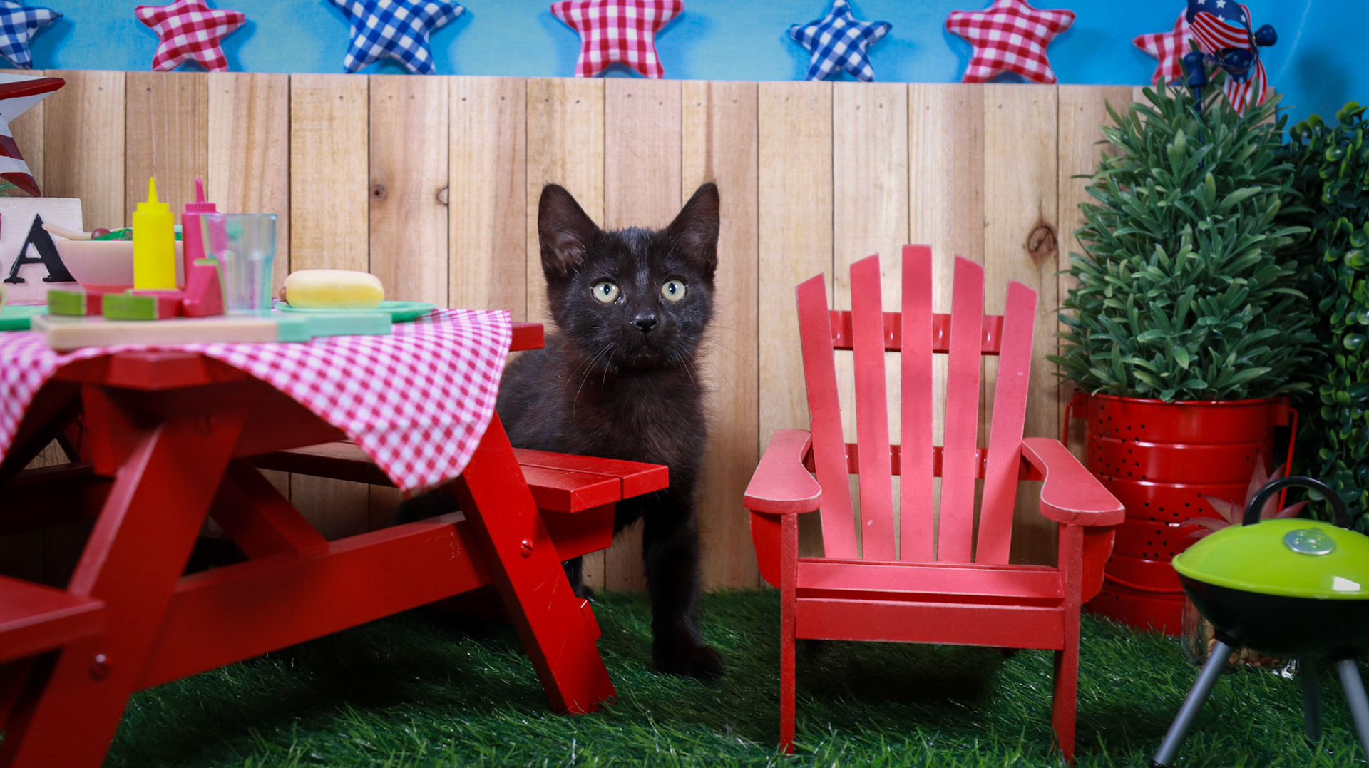 Penelope (F-DSH-Black)