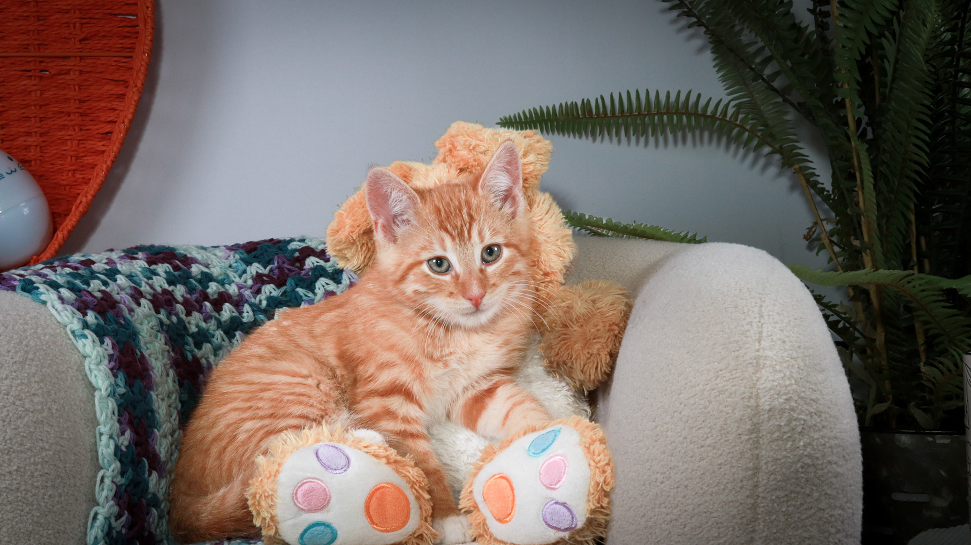 Woodrow (M-DSH-Ginger)