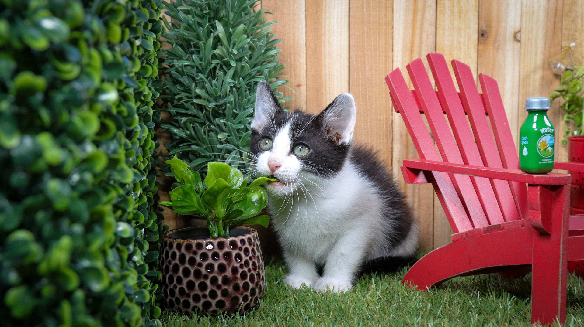 Phineas (M-DSH-Black/White/Tuxie)