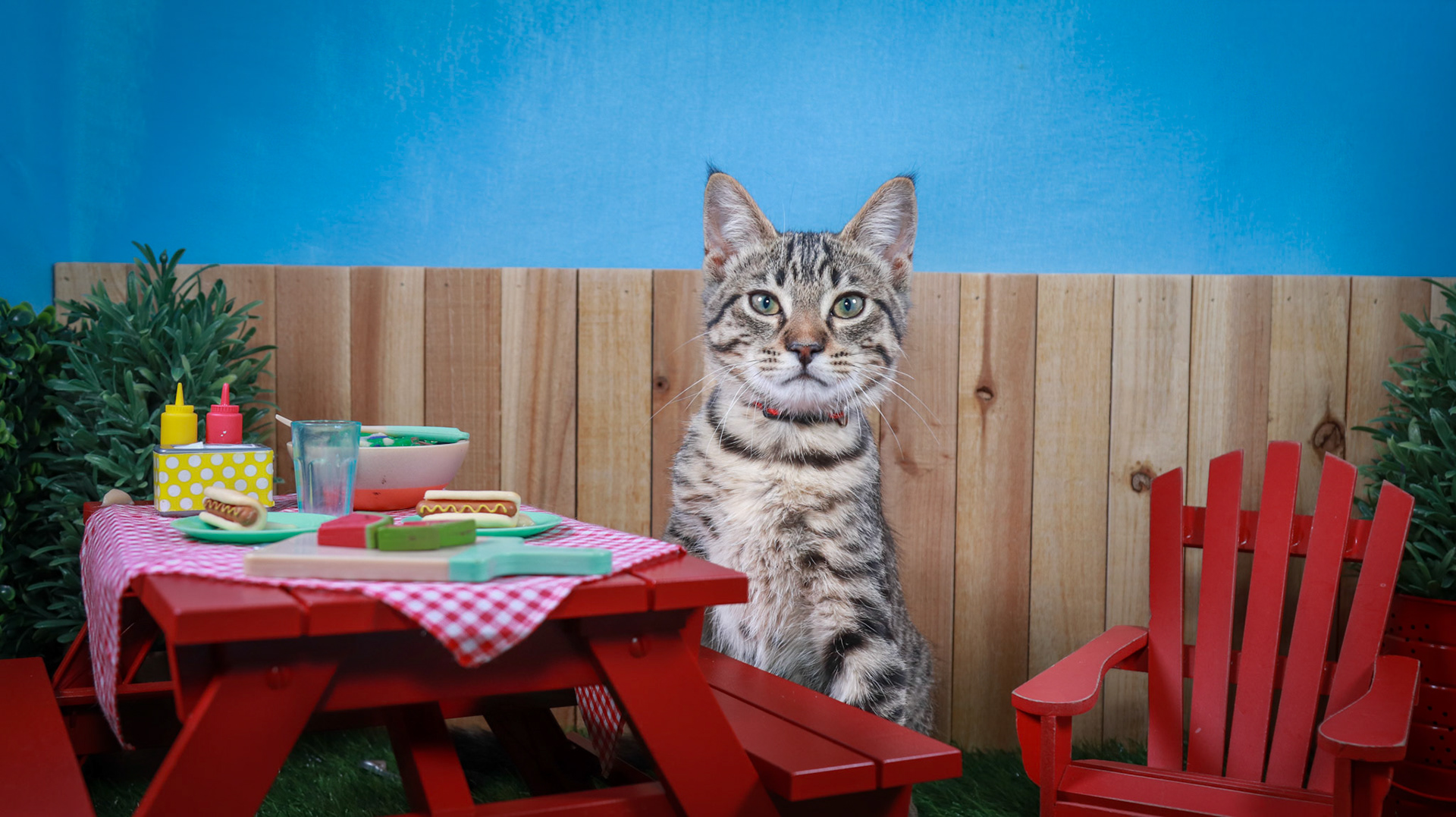 Taz (M-DSH-Tabby)