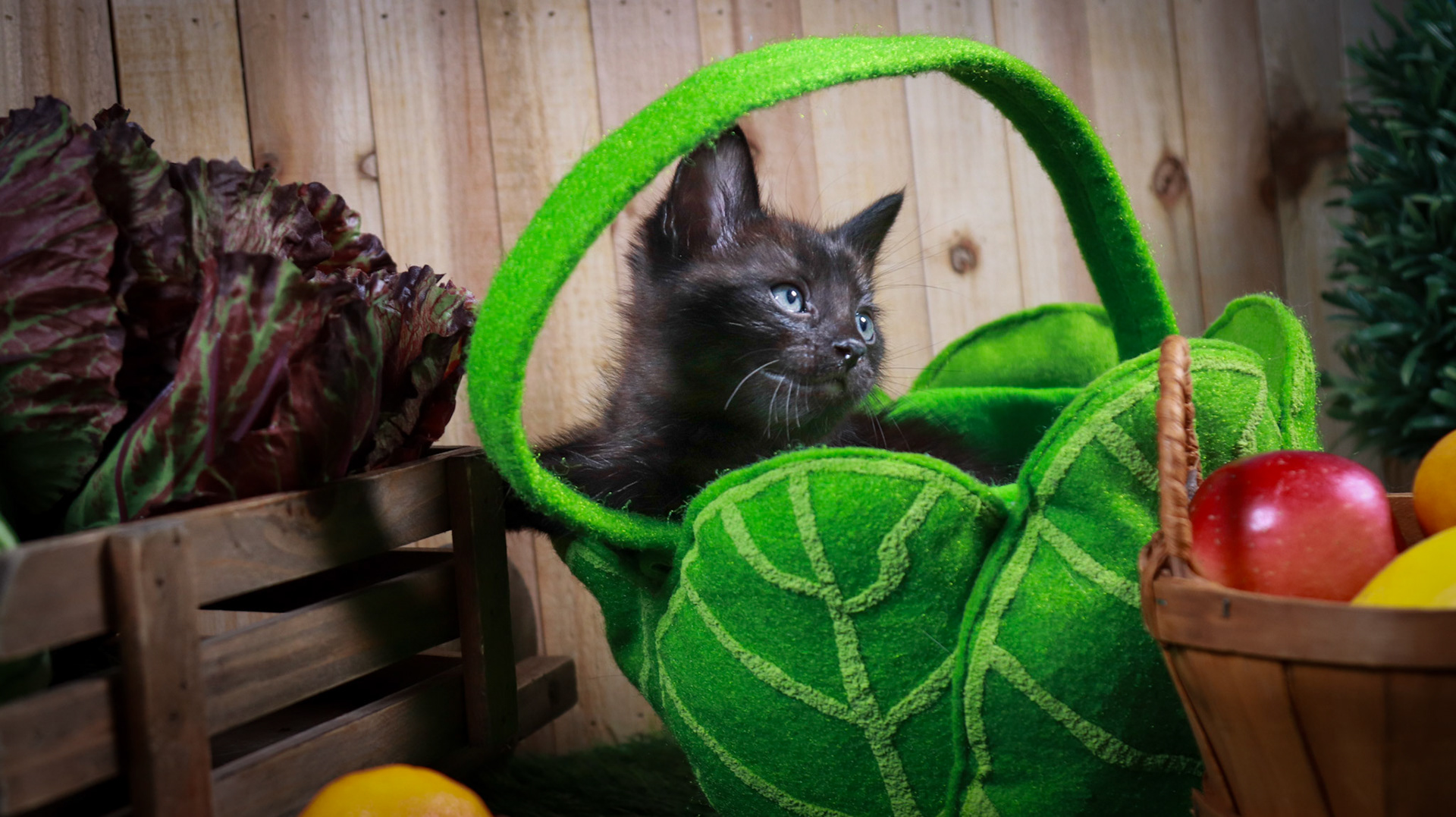 Tippy (M-DLH-Black)
