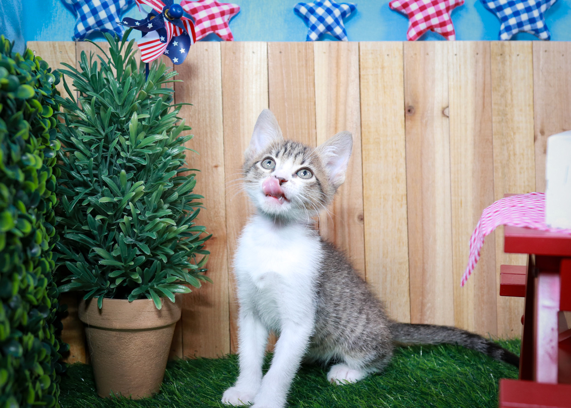 Eragon (M-DSH-Tabby/White)