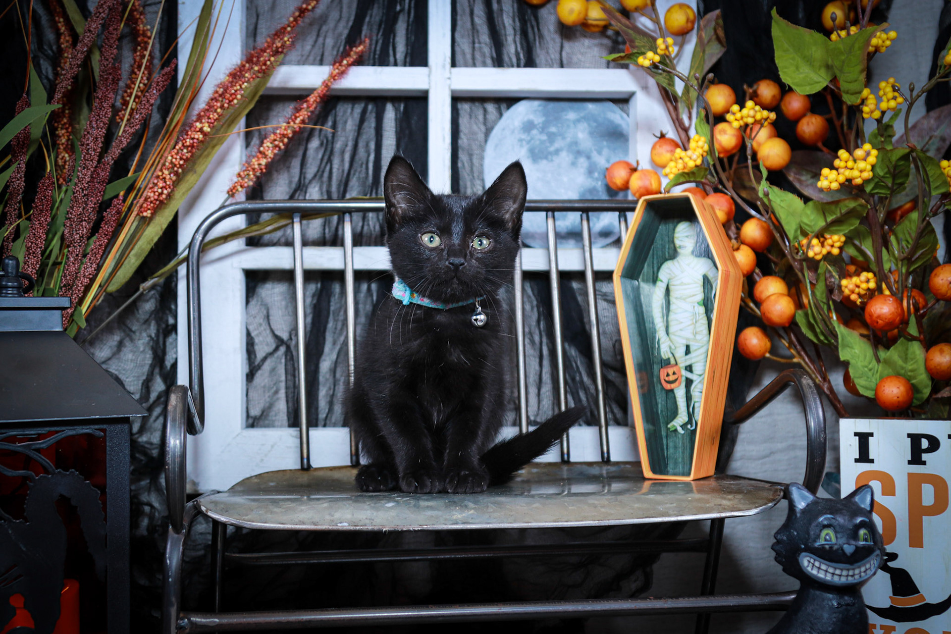 Bibbidi (F-DSH-Black)