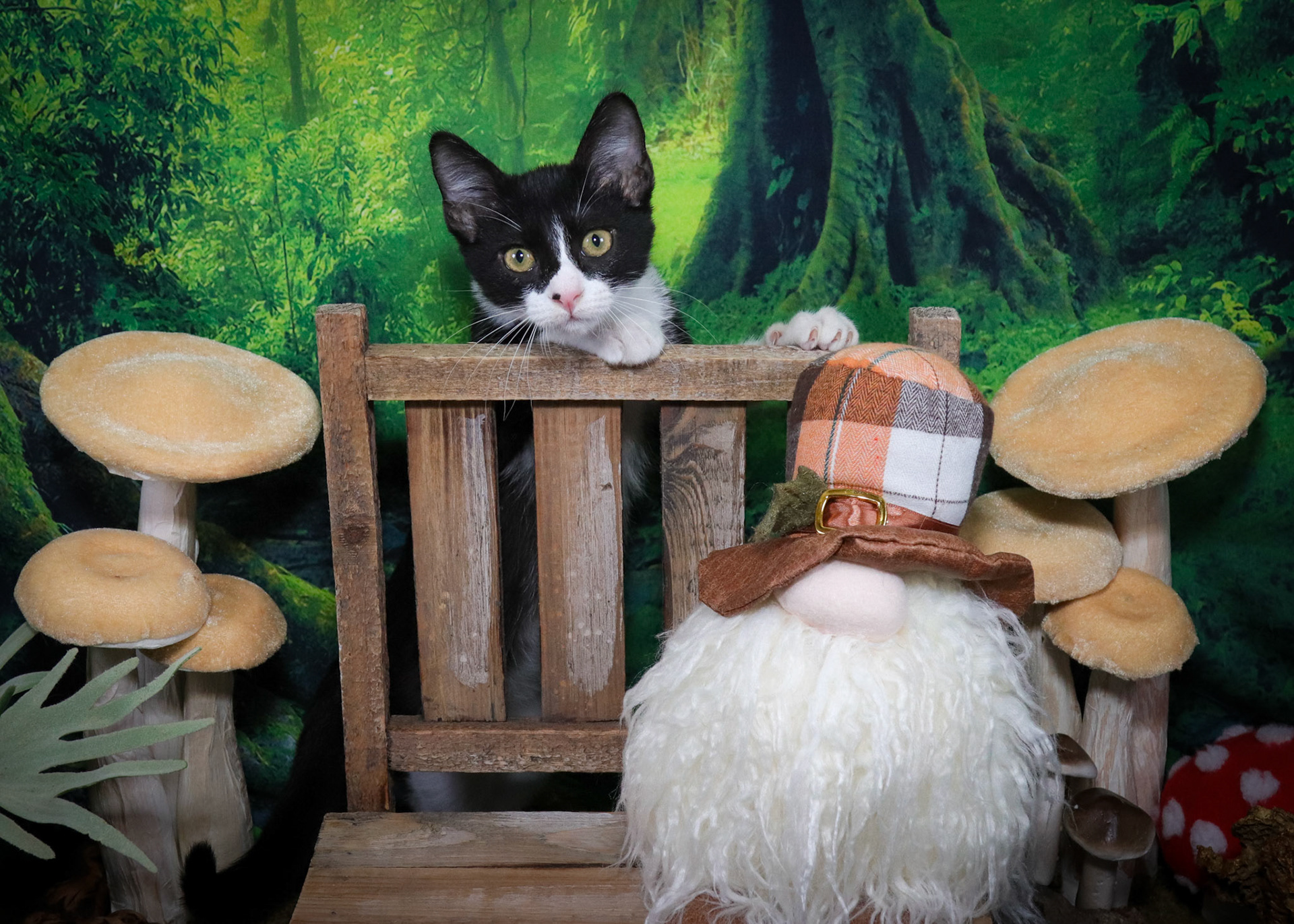 Gus (M-DSH-Black/White/Tuxie)