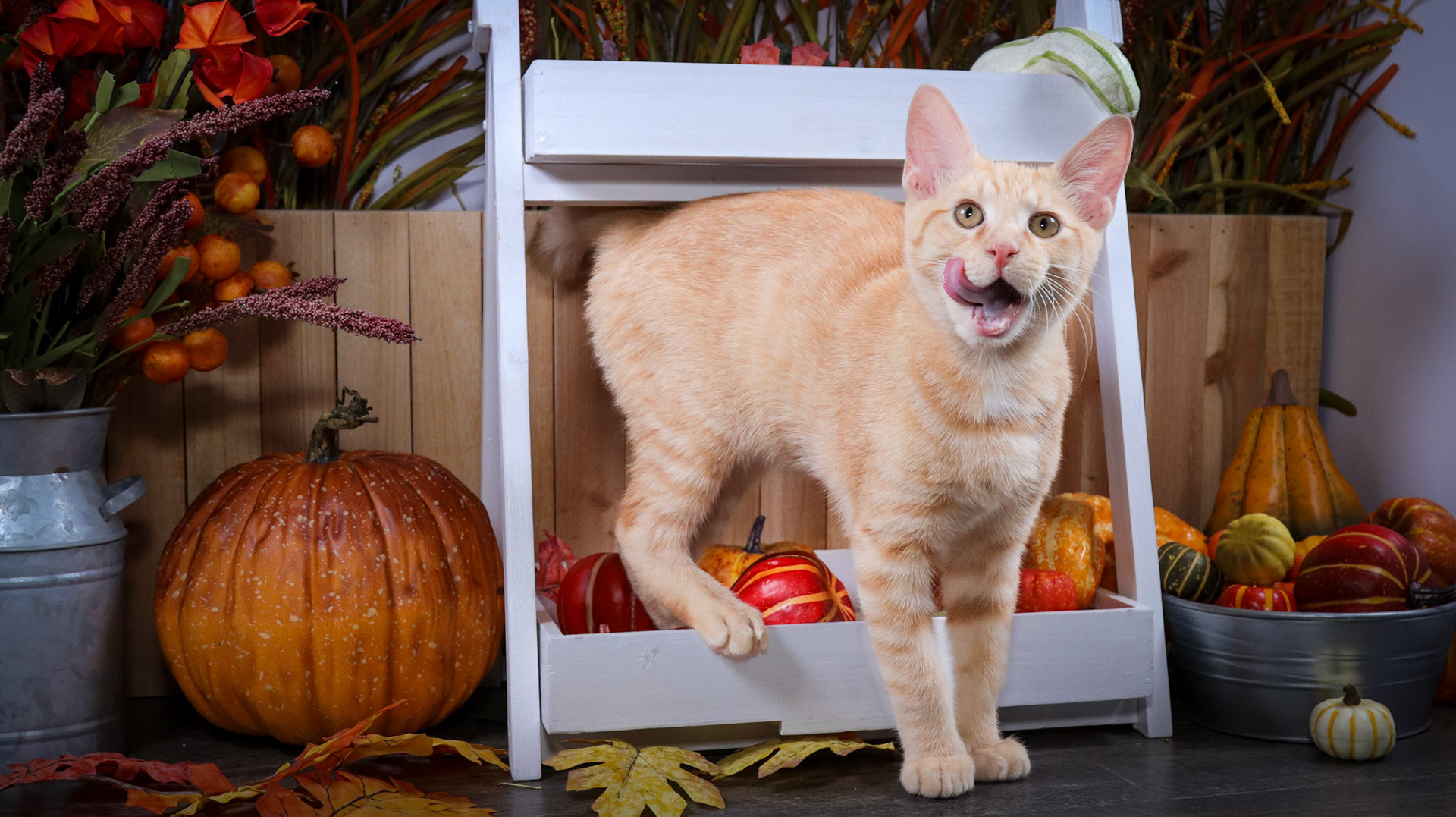 Rusty (M-DSH-Orange/White)