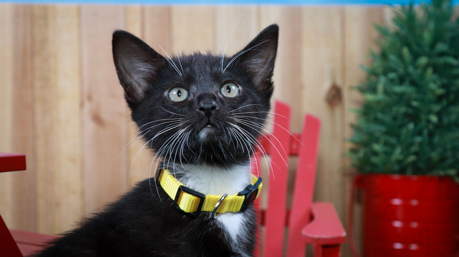 Onyx (F-DSH-Black/White/Tuxie)