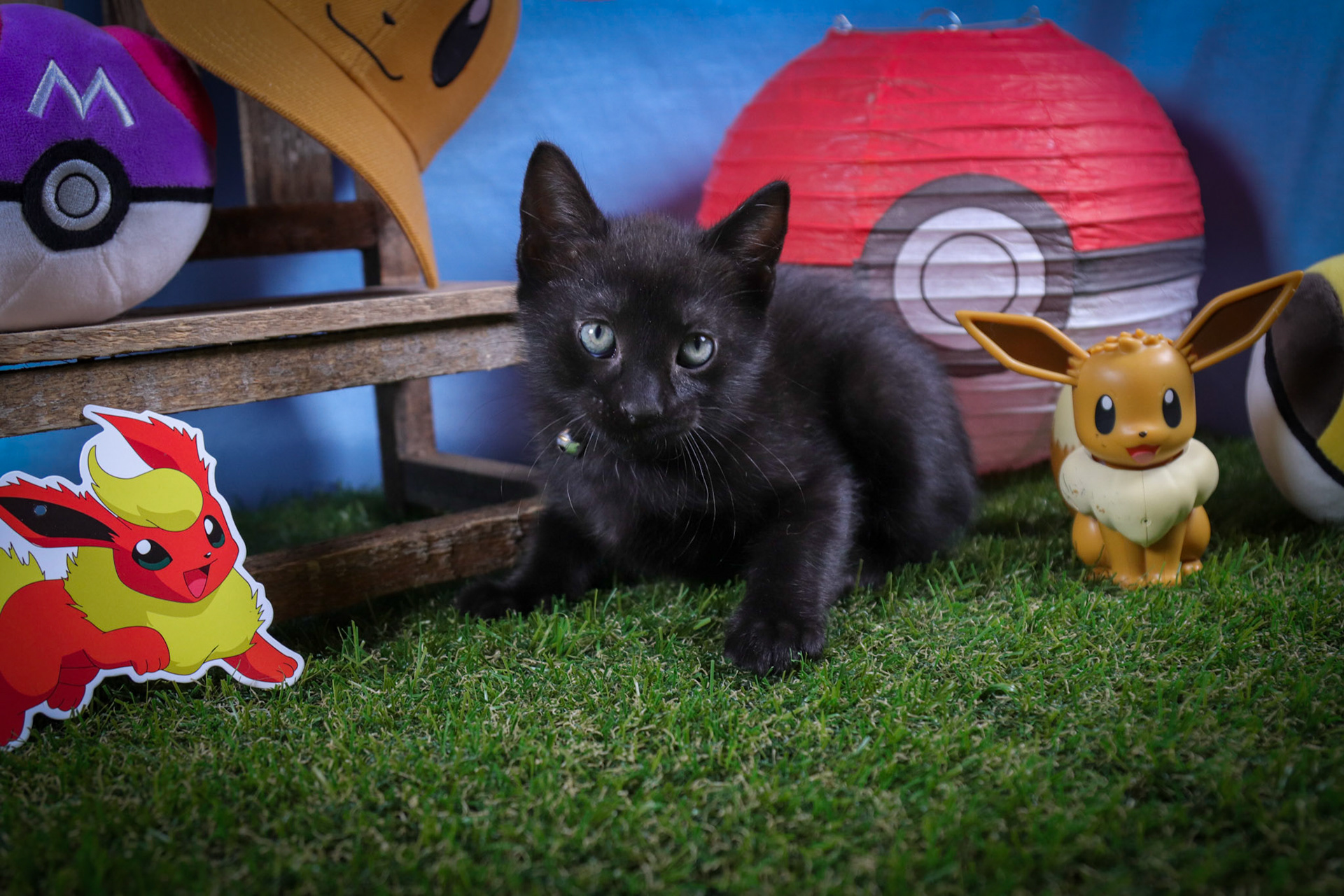 Flareon (M-DSH-Black)
