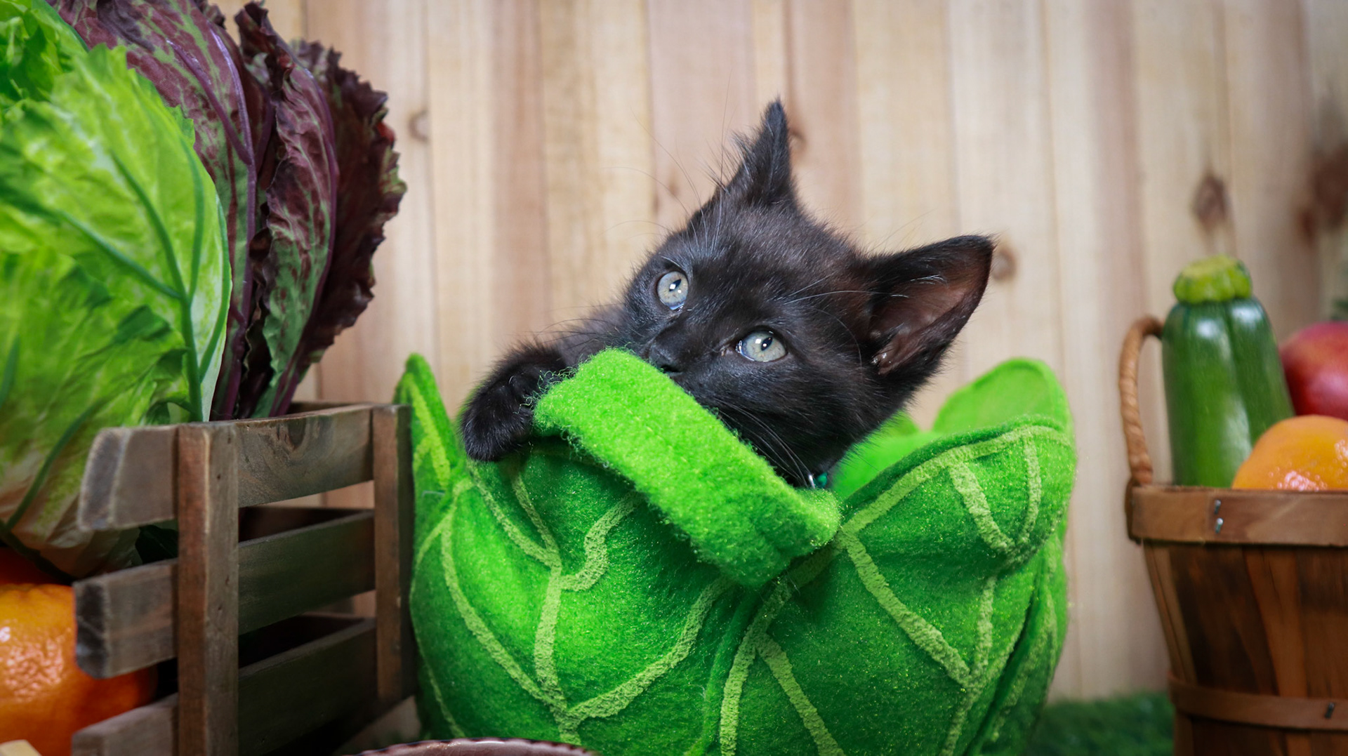 Clover (F-DSH-Black), Walter (M-DSH-Tabby)