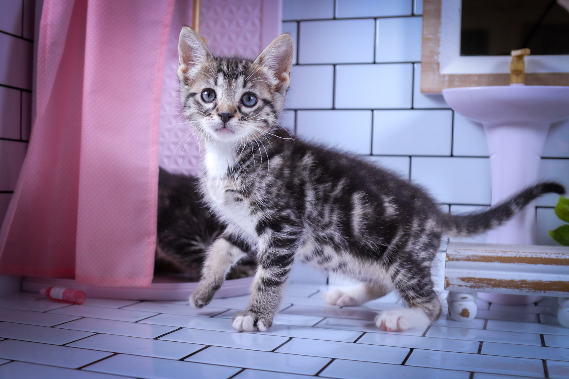 Milo (M-DSH-Tabby/White)