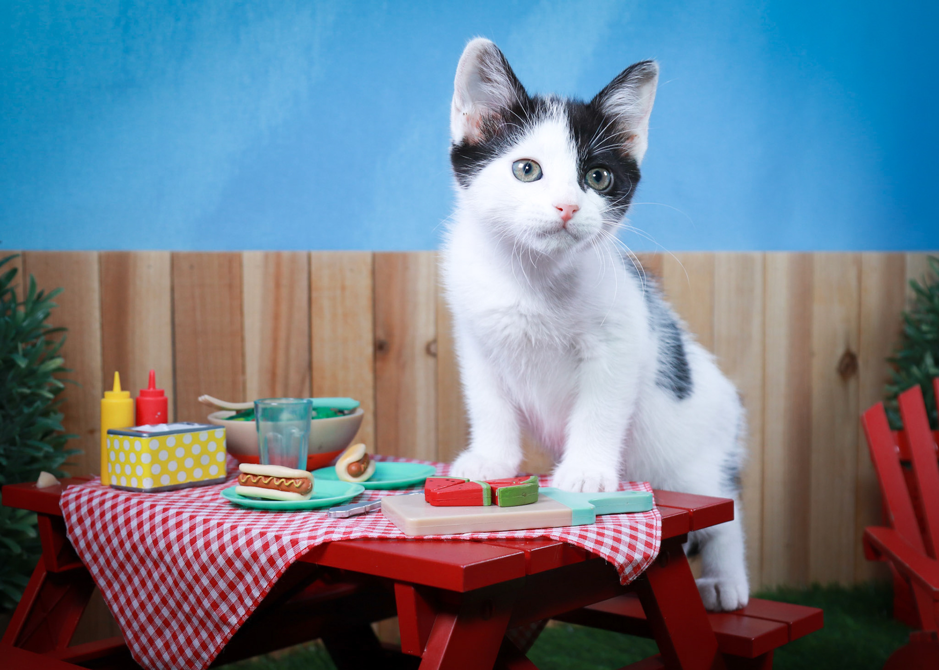 Juniper (F-DSH-Black/White)