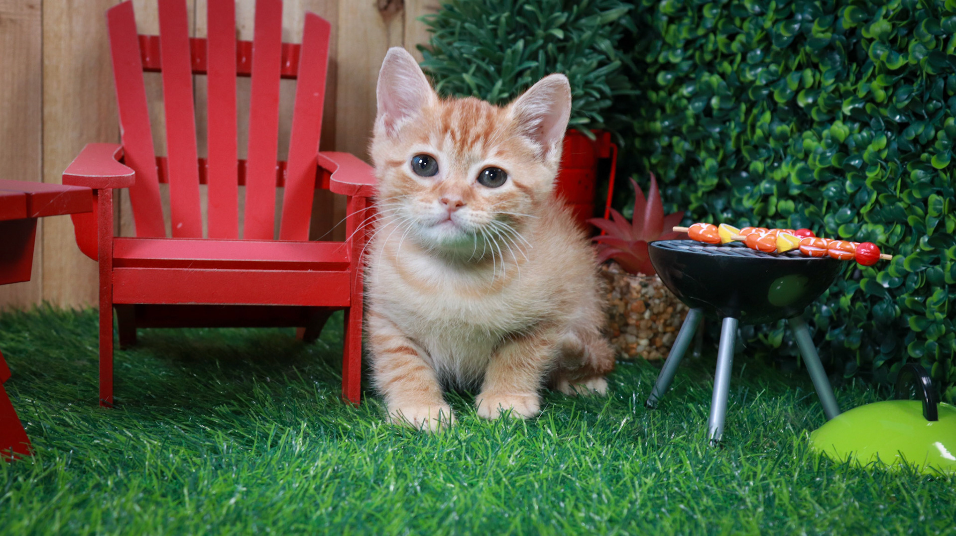 Bonnie (F-DSH-Ginger/Tabby)