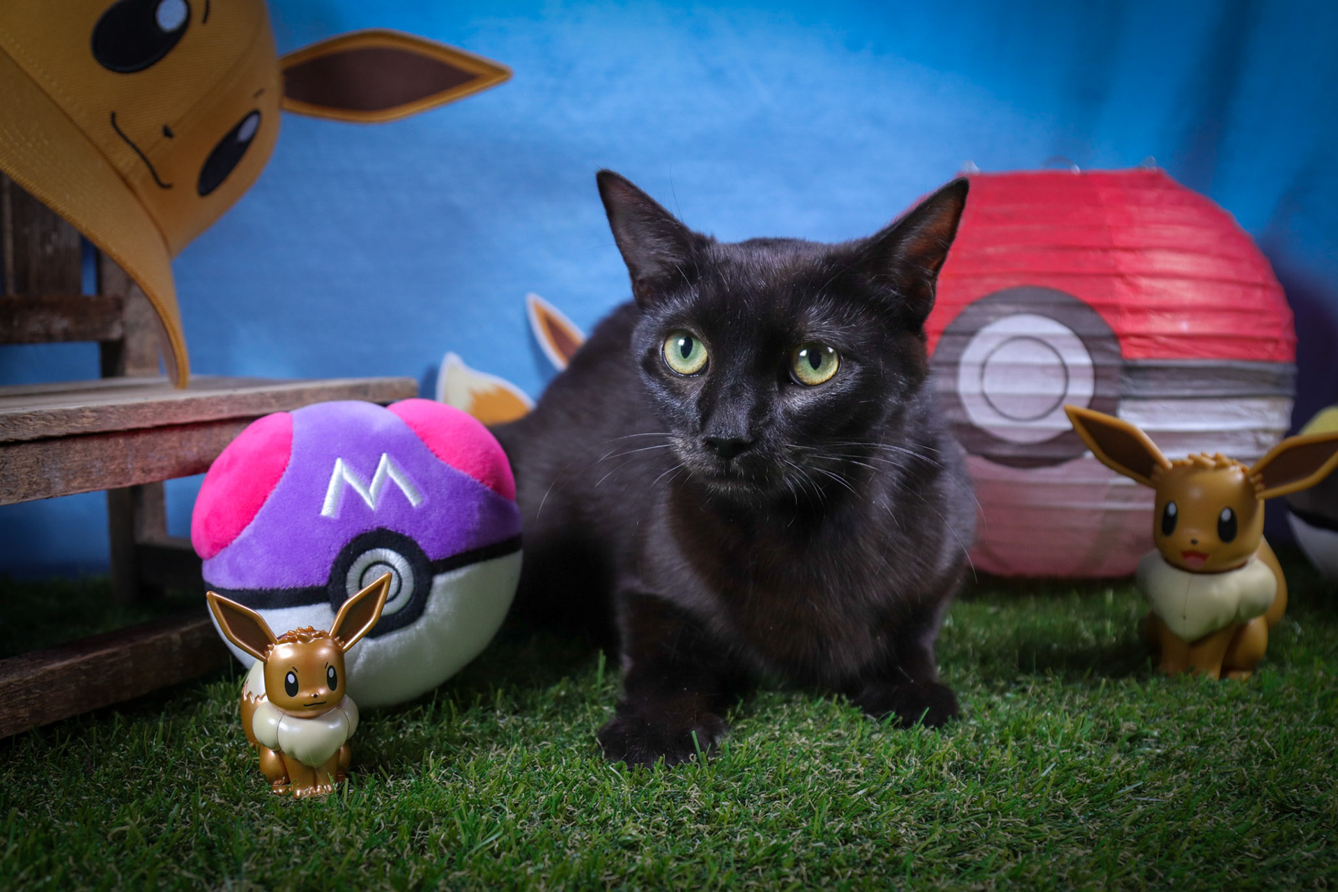 Eevee (F-DSH-Black/Mom)
