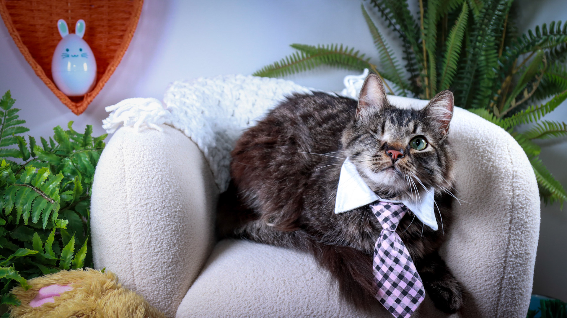 Bucky (M-DMH-Tabby)
